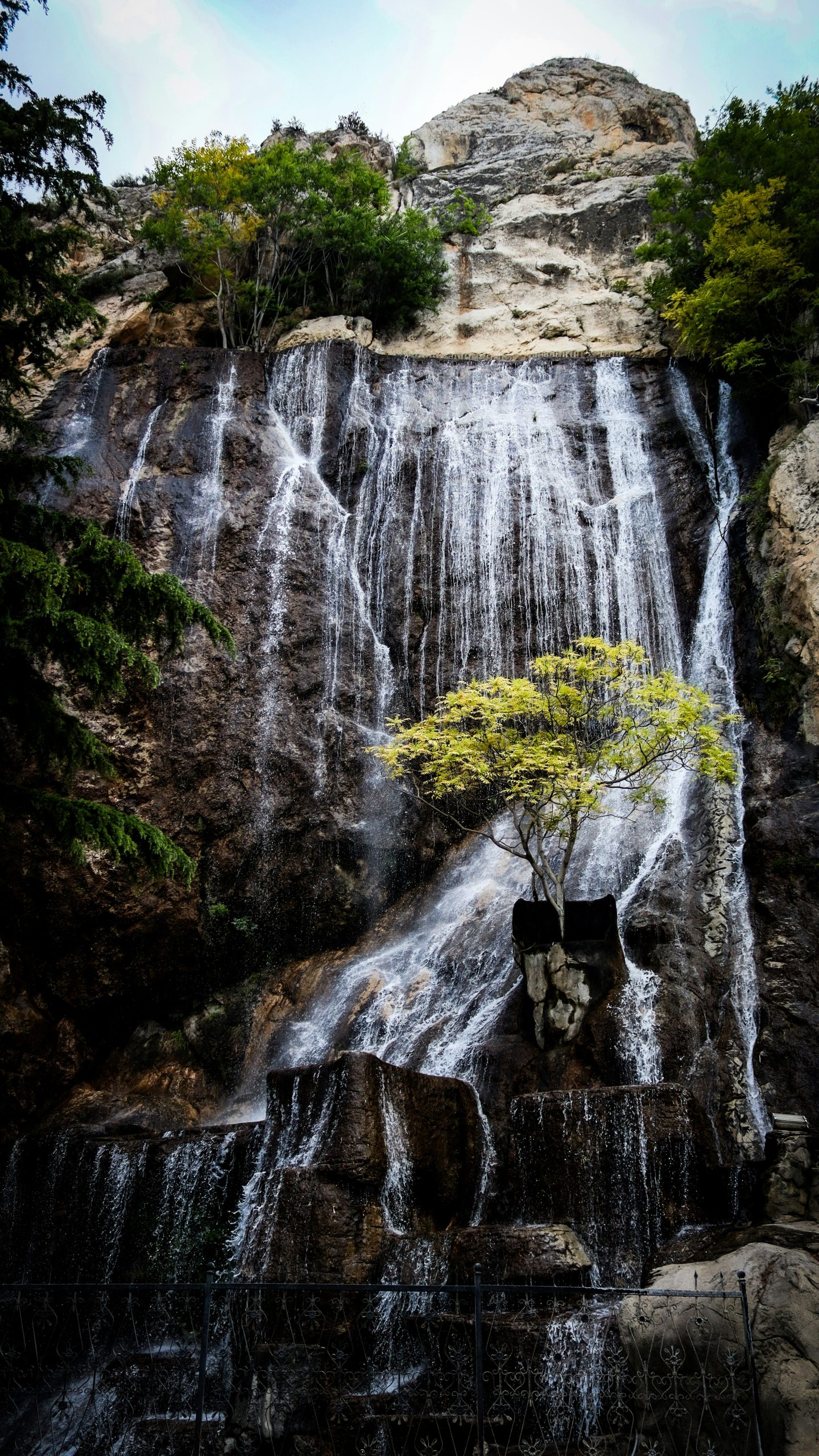 A small tree growing from a rocky ledge behind a cascading waterfall.