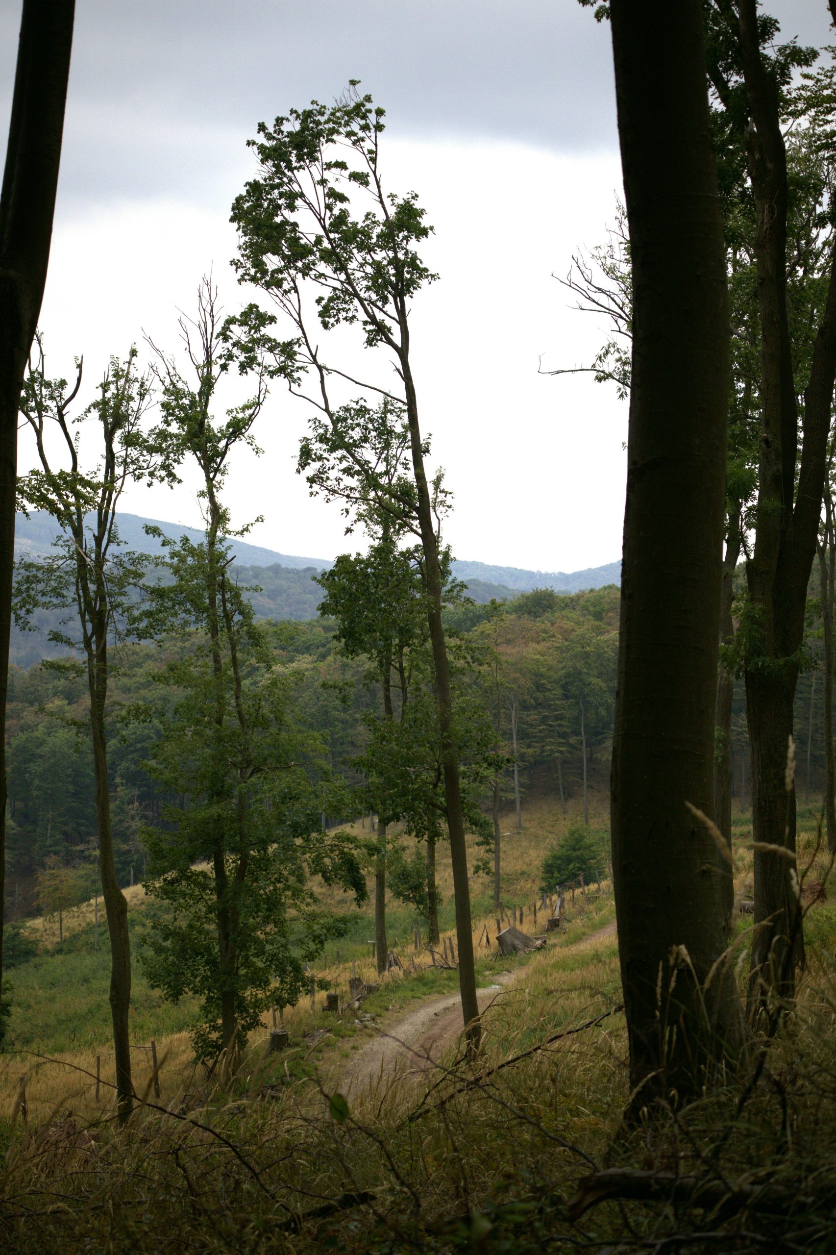 A dirt path winding through a grassy hillside with tall trees and distant mountains.