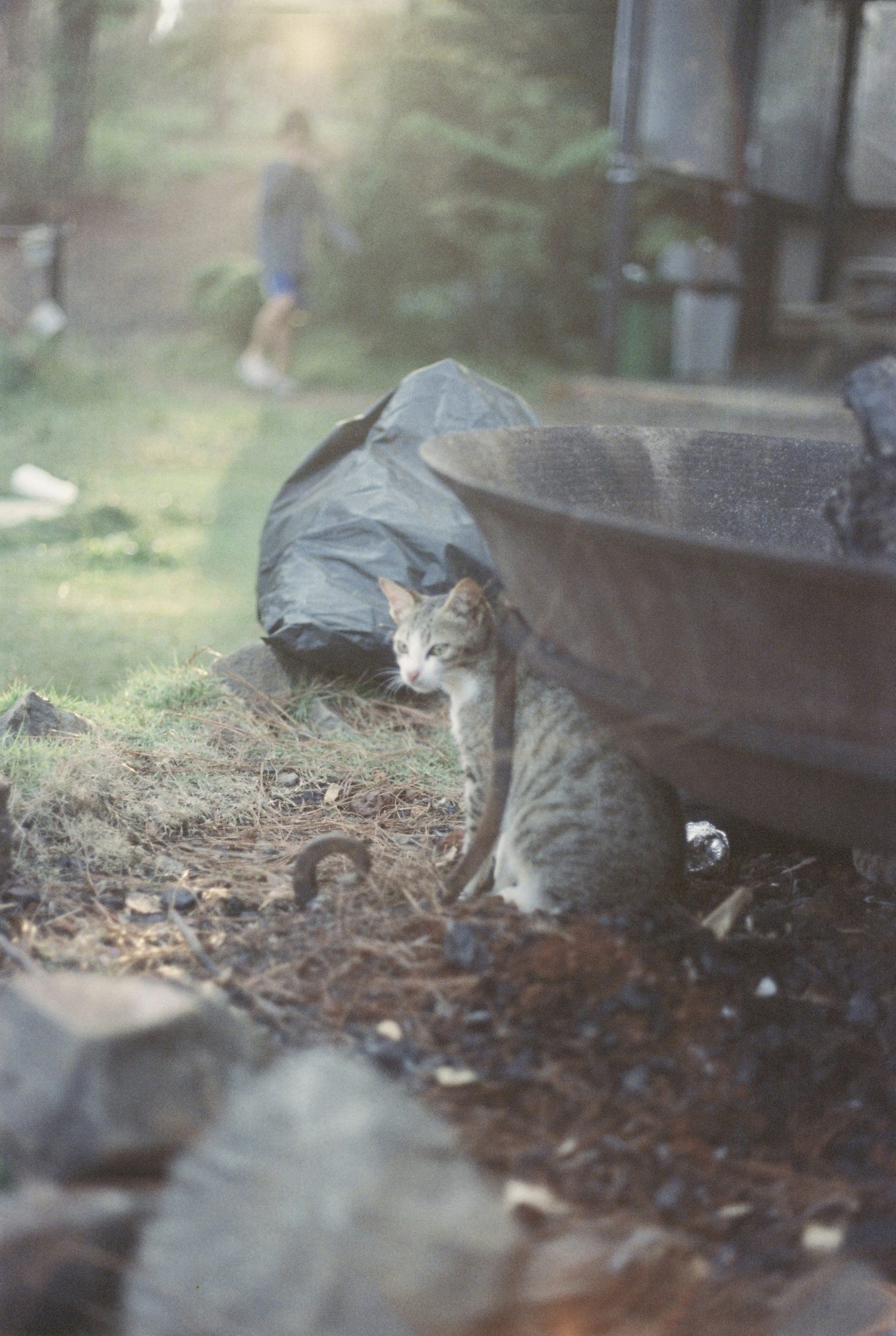 A tabby cat crouching beneath a large metal bowl in a grassy yard.