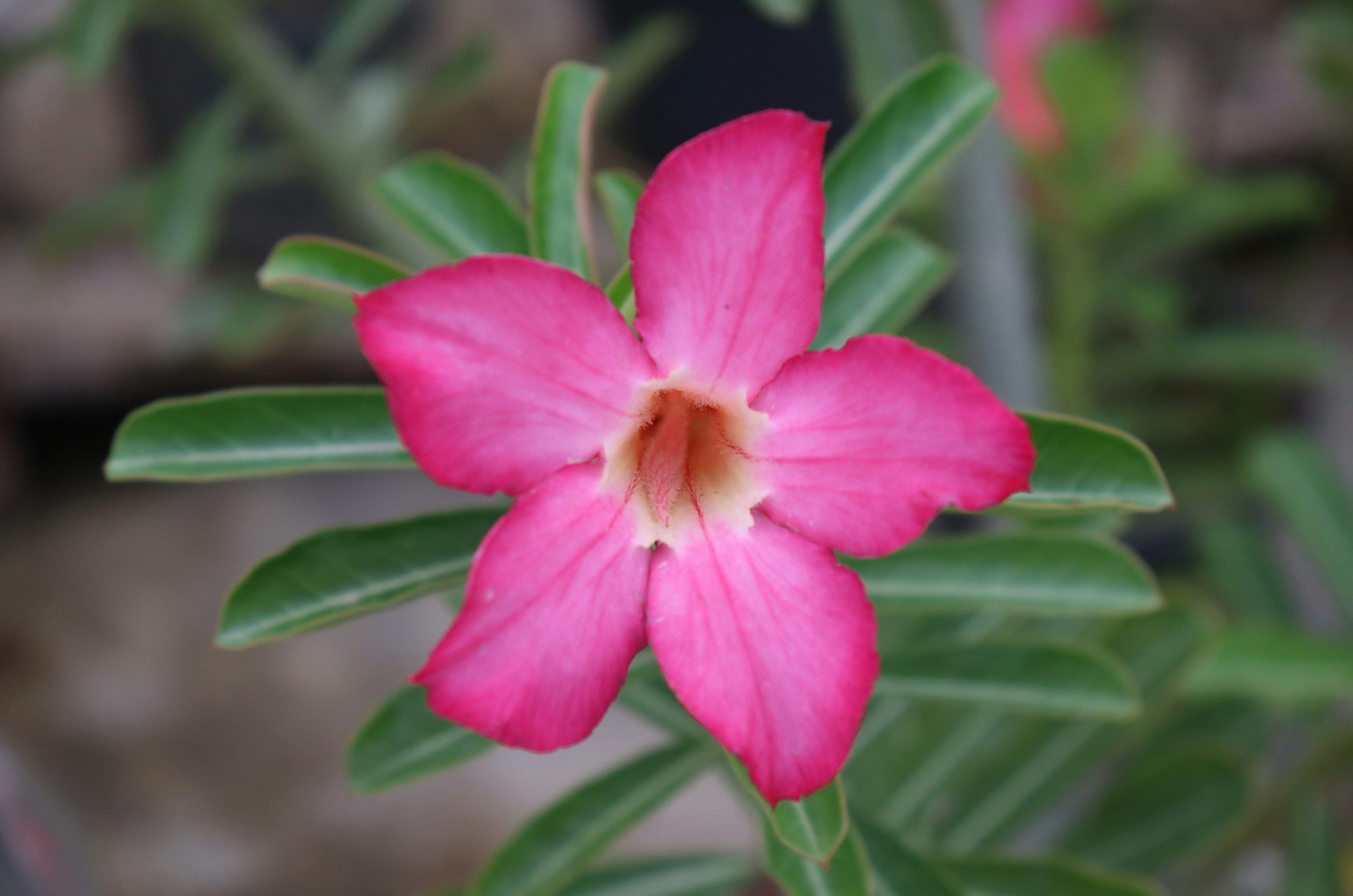 A vibrant pink desert rose flower with green leaves in a garden.