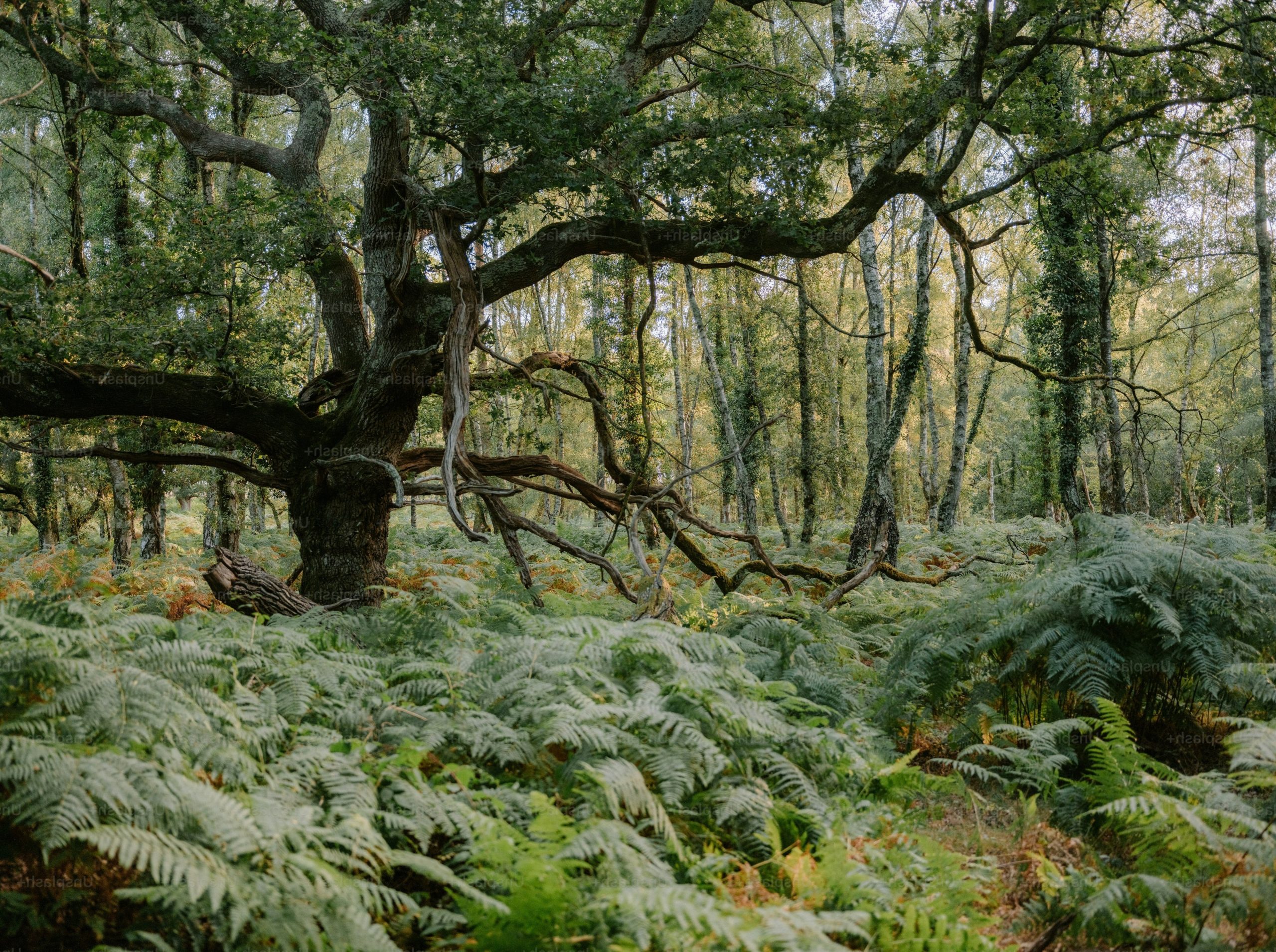 A large oak tree with gnarled branches above a dense forest floor of ferns.