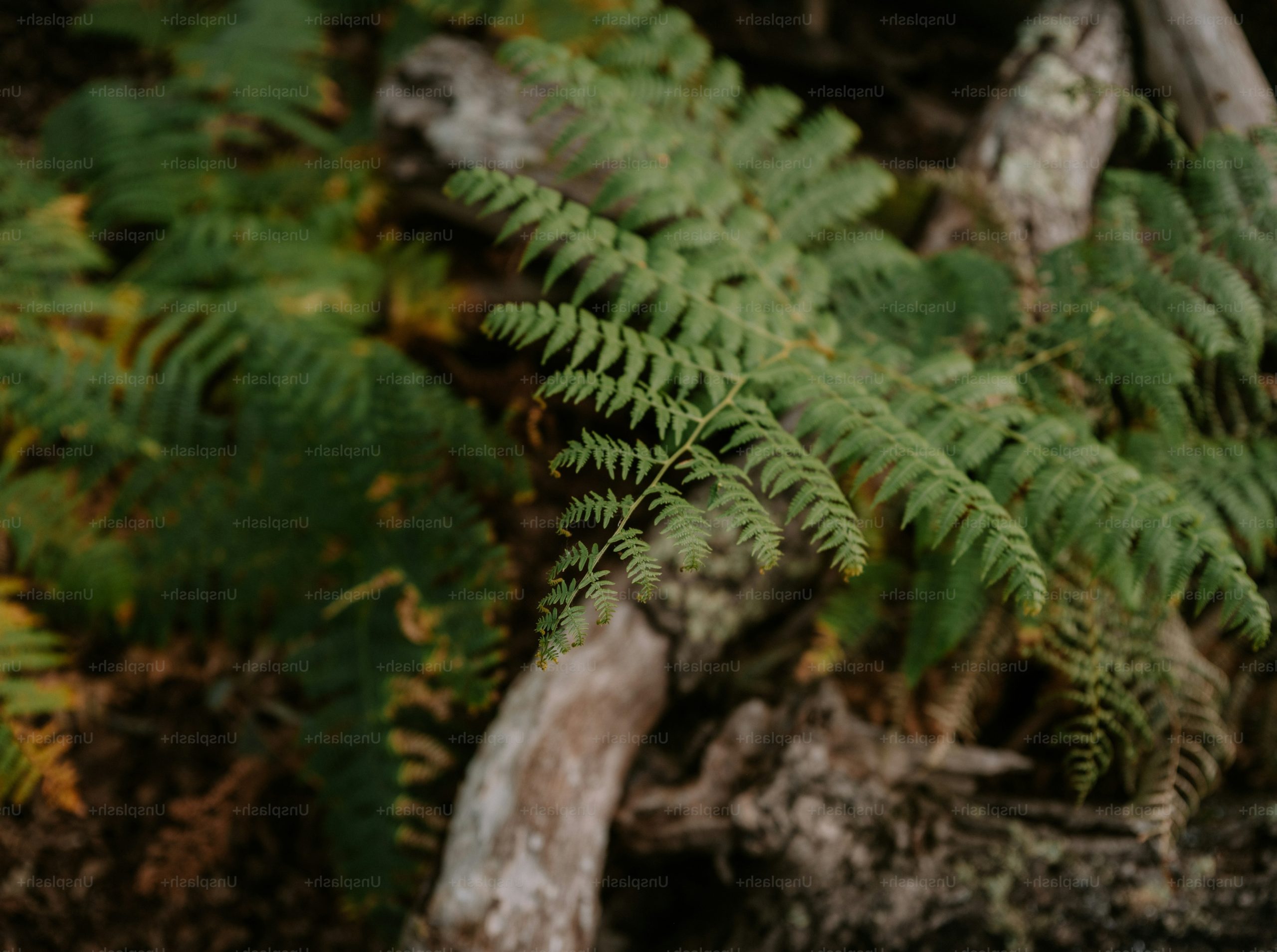Green fern fronds growing over a weathered wooden log in a forest.