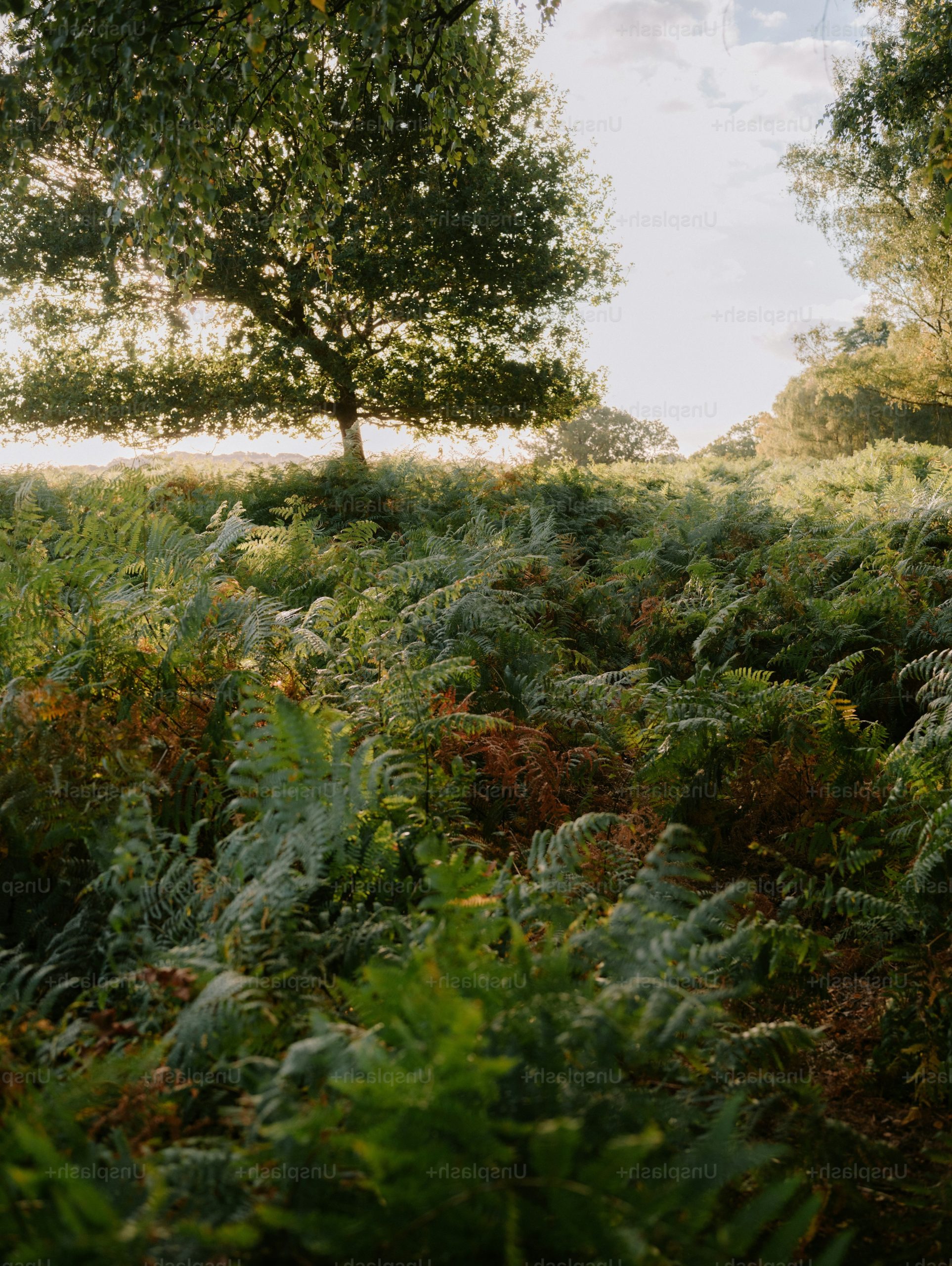 A large tree backlit by low sun above a dense field of green ferns.