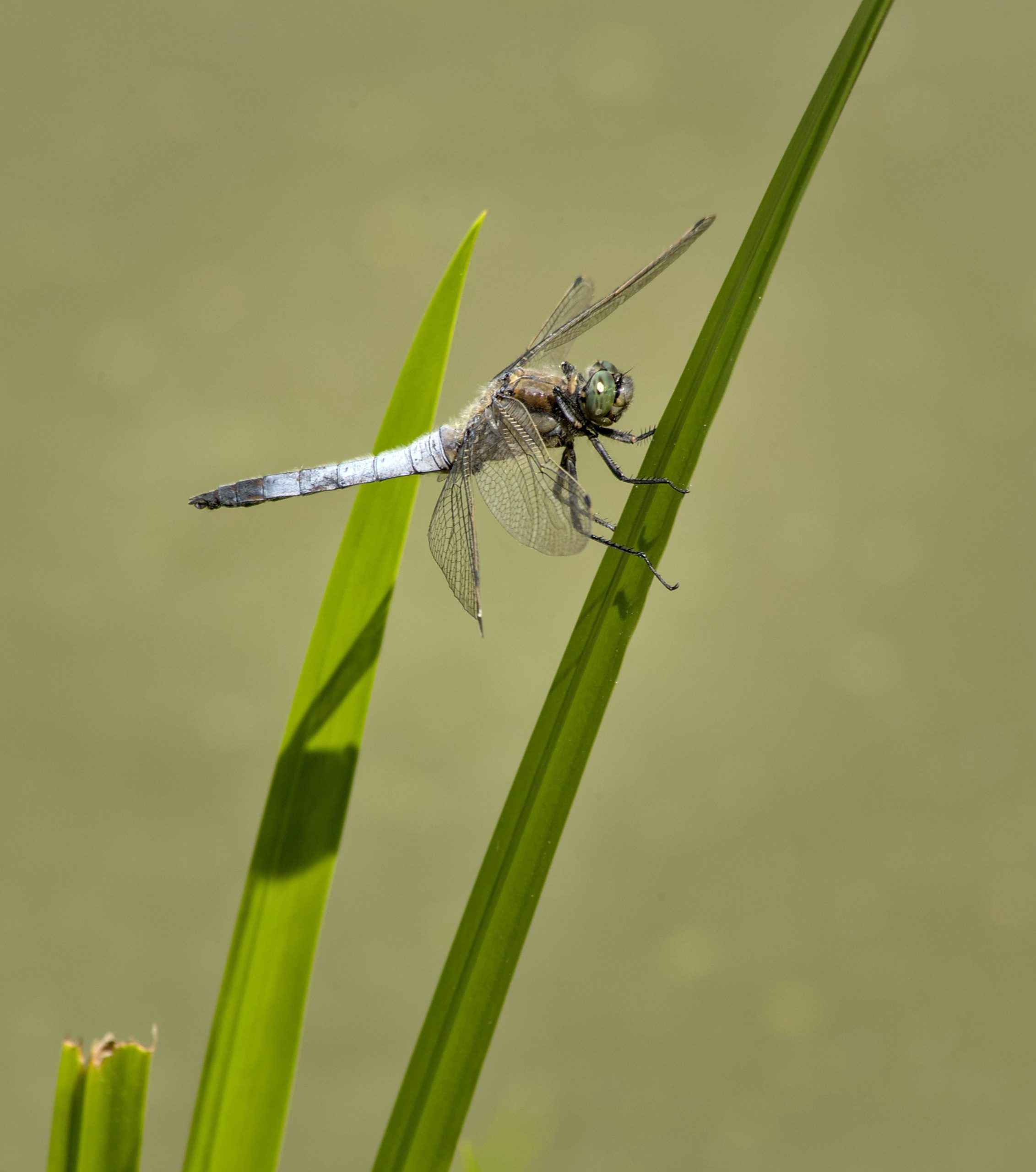 A blue dragonfly perched on a long green blade of grass.