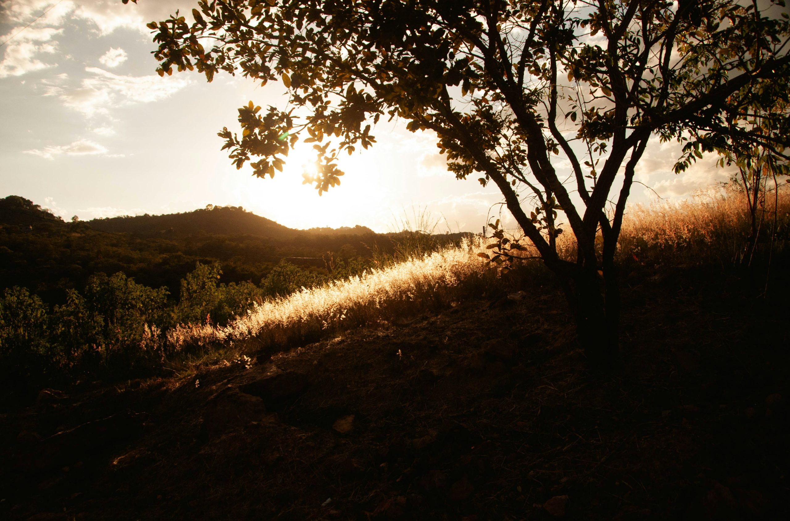 A tree silhouetted against a low sun illuminating tall grass on a hillside.
