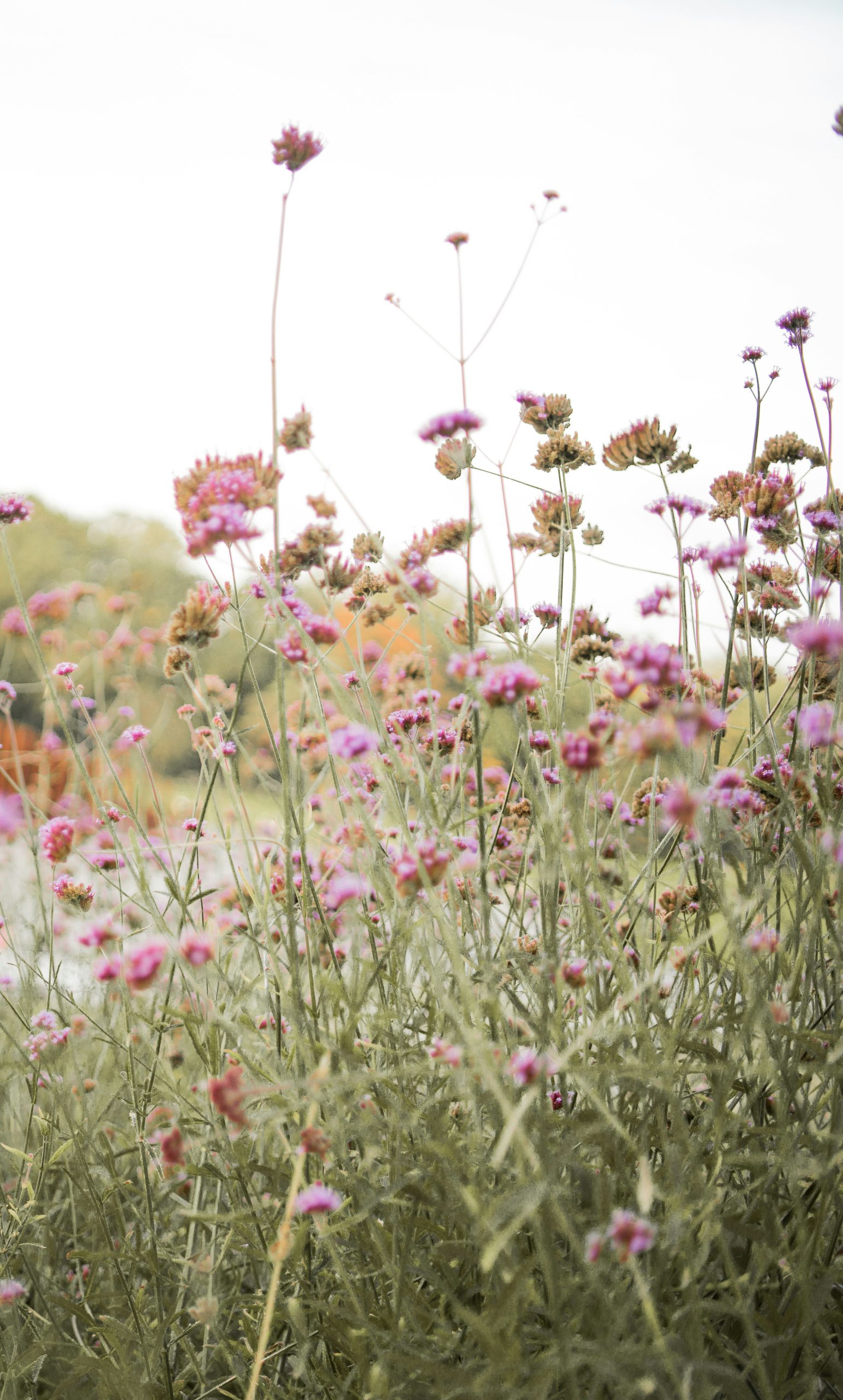 Tall purple verbena flowers blooming on thin green stems in a garden.