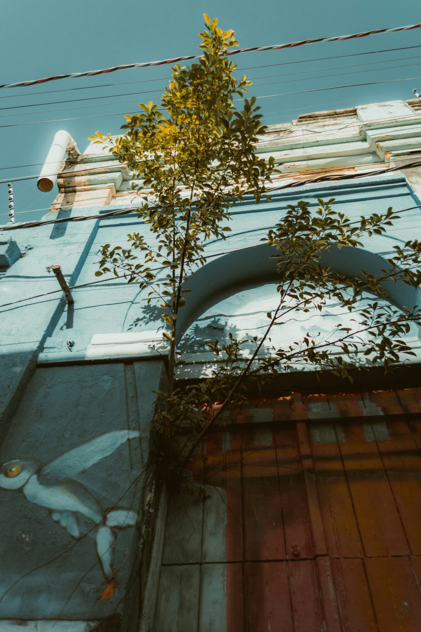 A small tree growing from a blue wall with a painted bird mural.