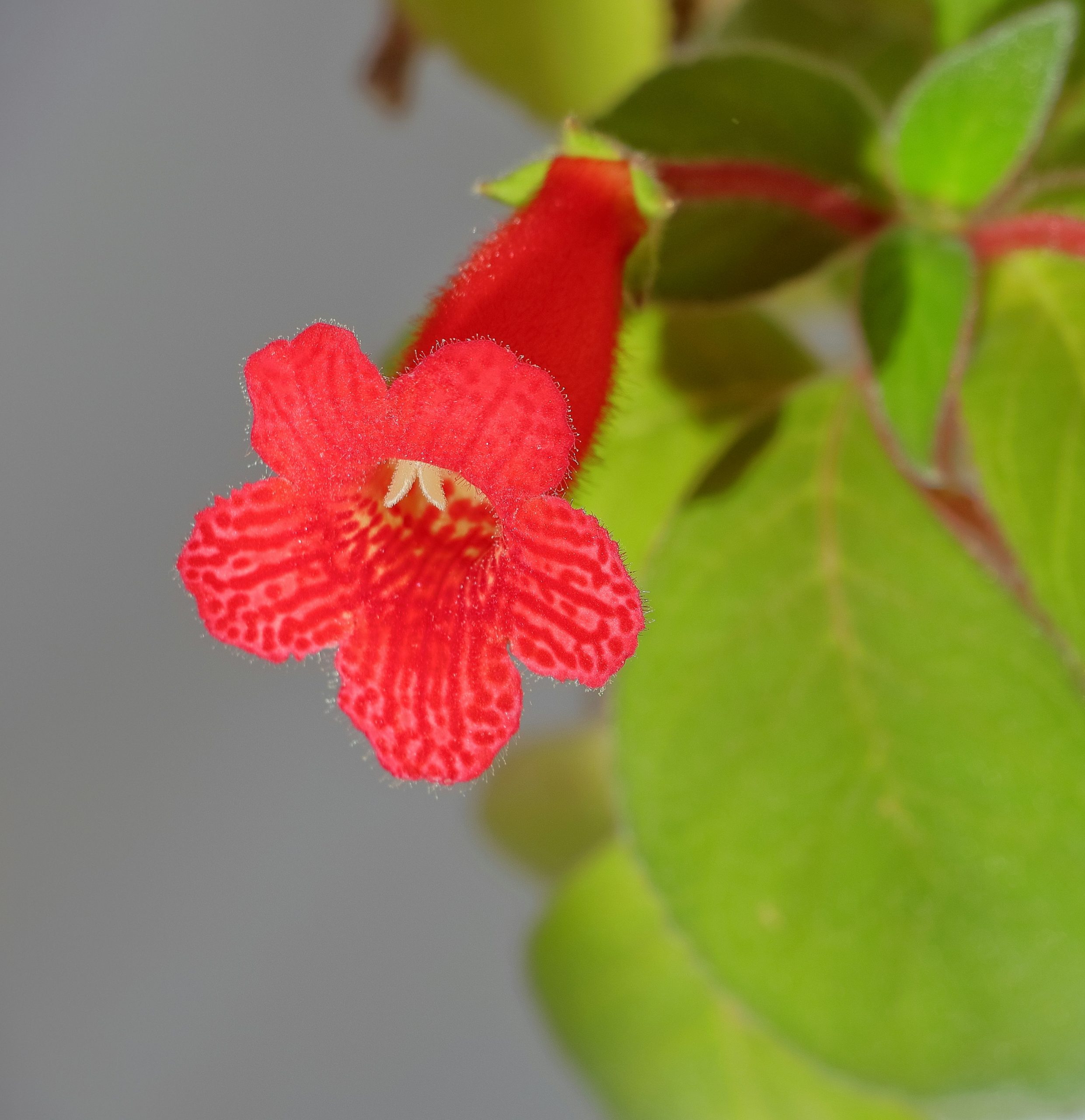 A bright red tubular flower with spotted petals and green leaves.