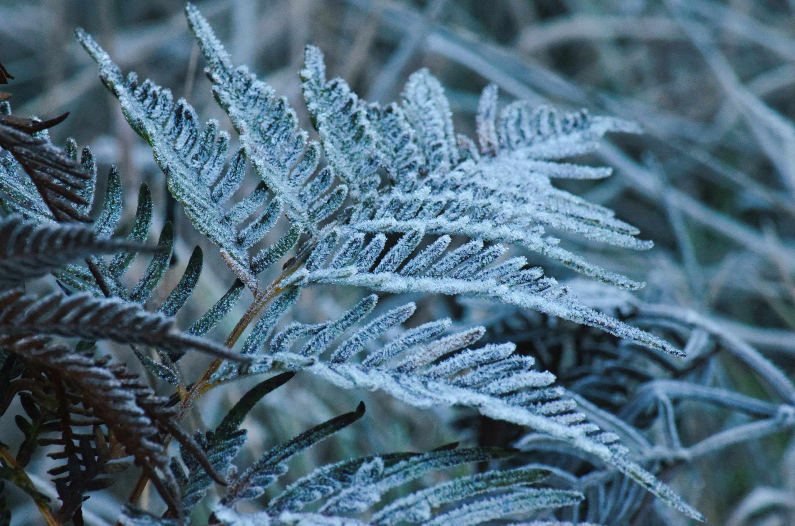 A fern frond covered in a layer of white frost on a cold morning.