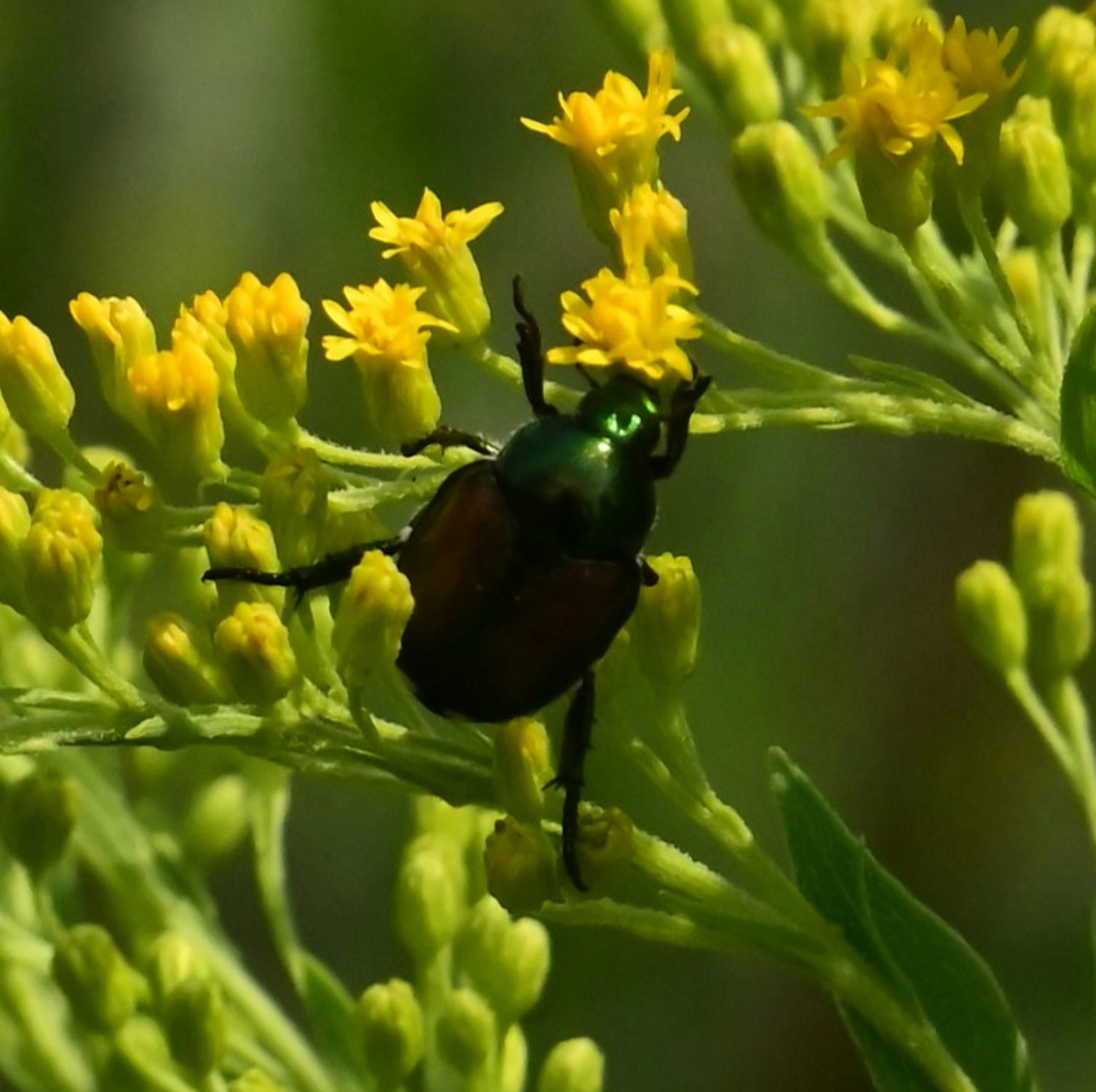 A metallic green Japanese beetle on a cluster of small yellow goldenrod flowers.