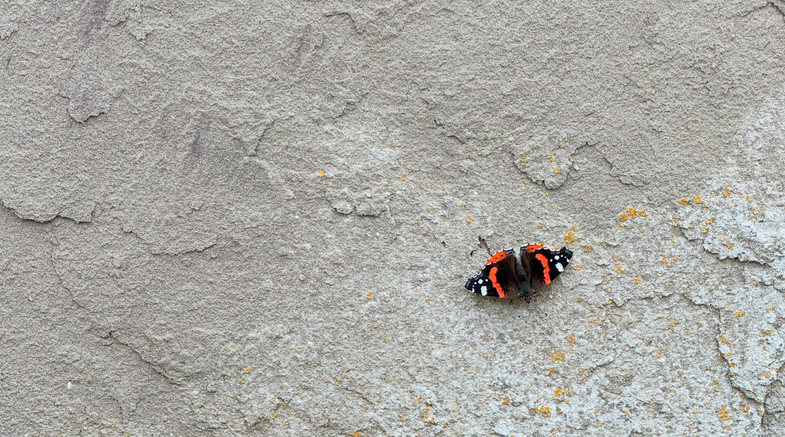 A red admiral butterfly resting on a textured grey stone wall.