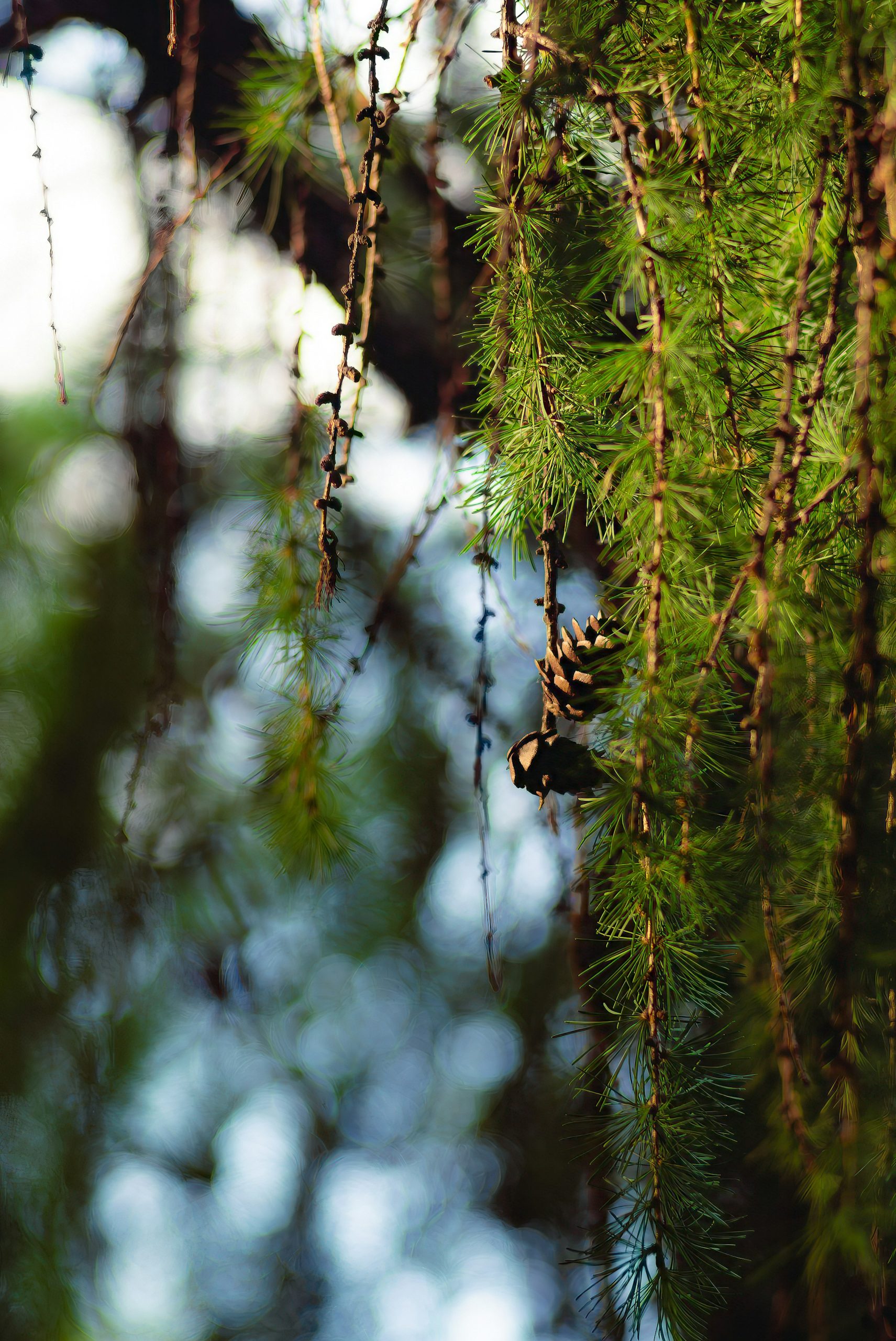 Larch needles and small brown cones hanging from a branch with soft bokeh.