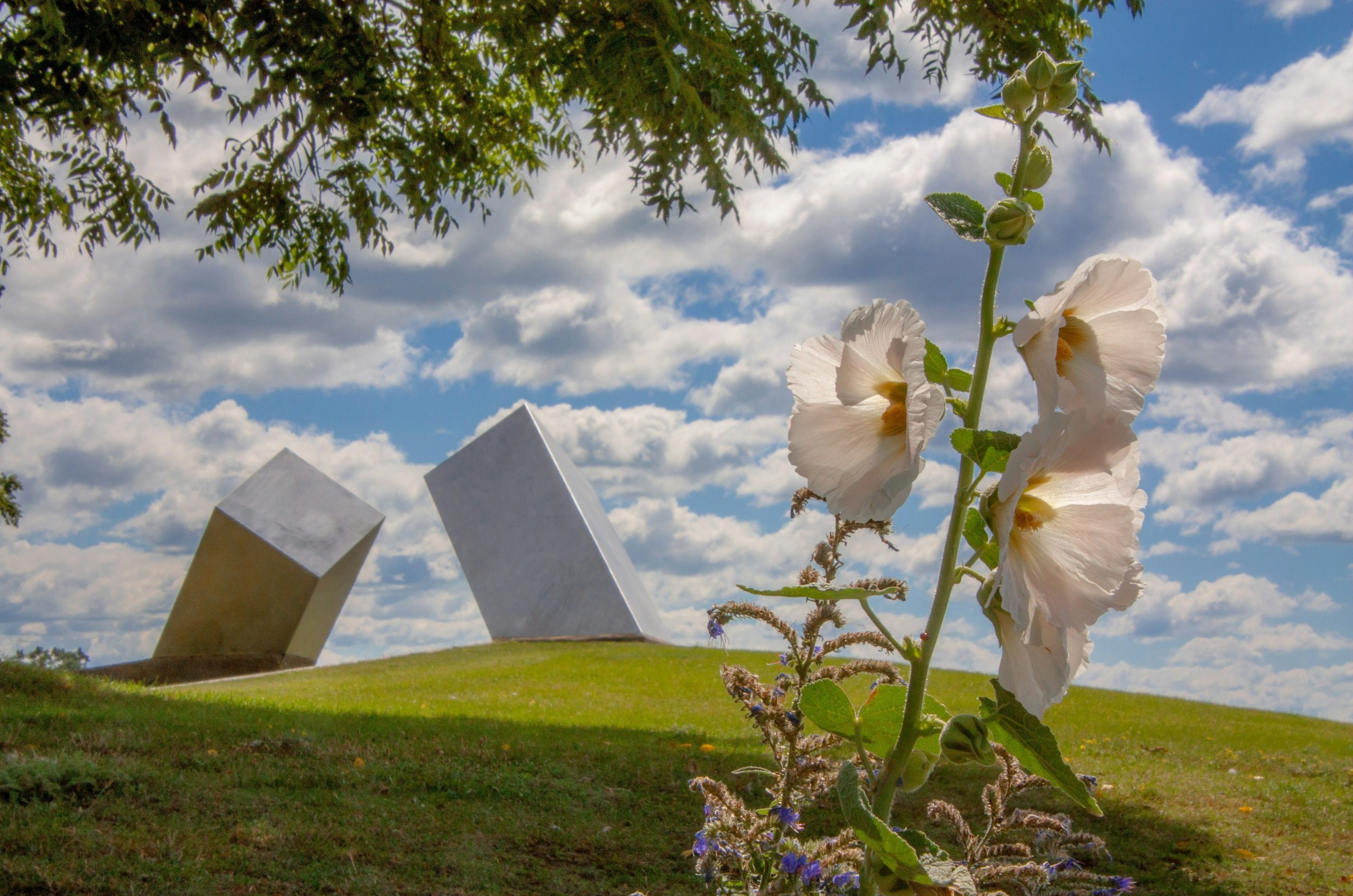 White hollyhock flowers in the foreground of a grassy hill with two metal monoliths.