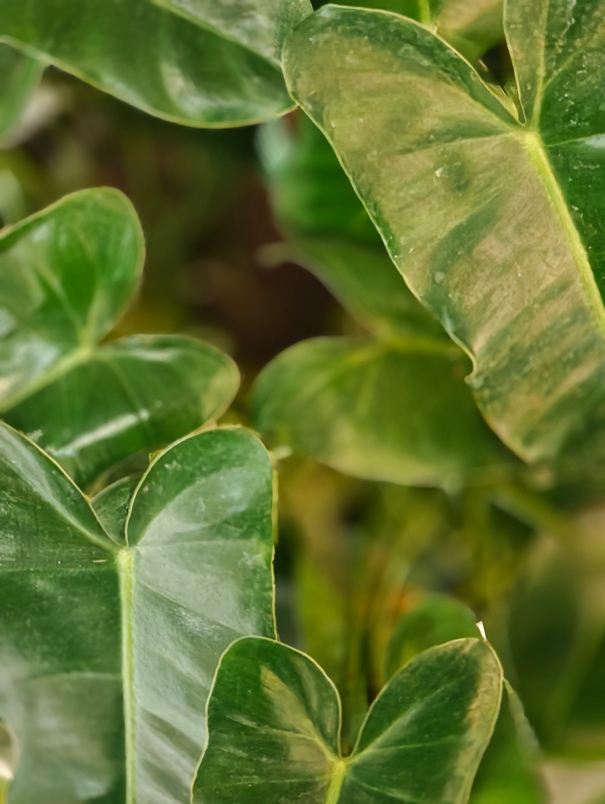 Close-up of glossy green heart-shaped leaves with prominent veins.