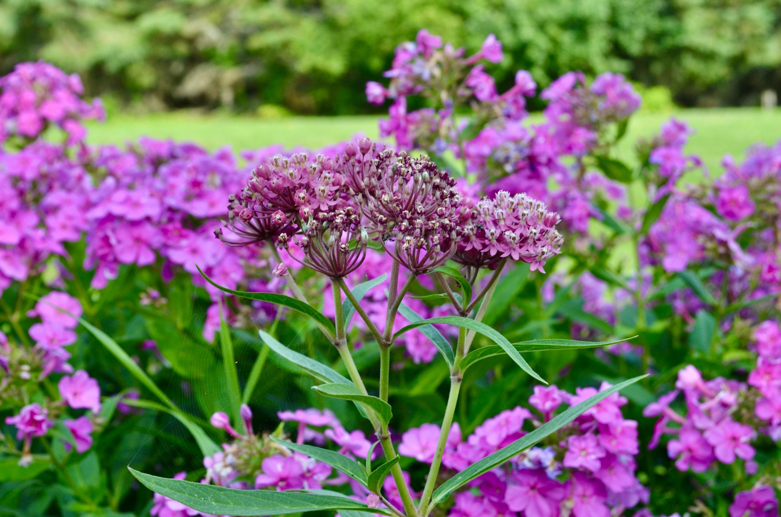 Clusters of purple swamp milkweed flowers blooming in a lush green garden.