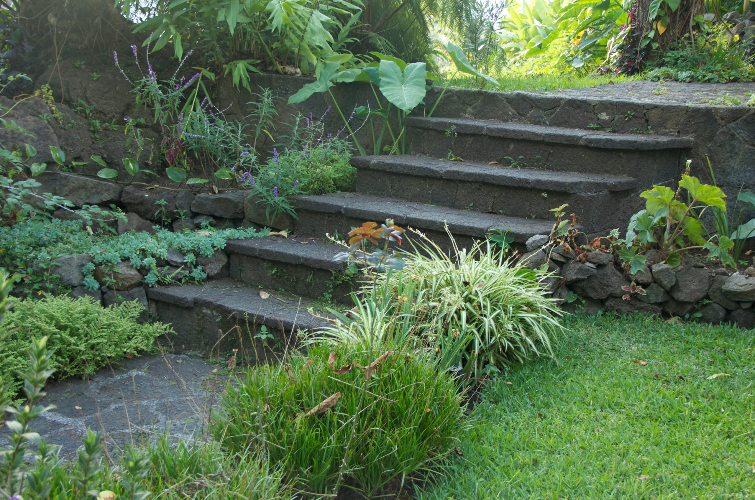 Stone steps ascending through a lush garden with green foliage and small plants.