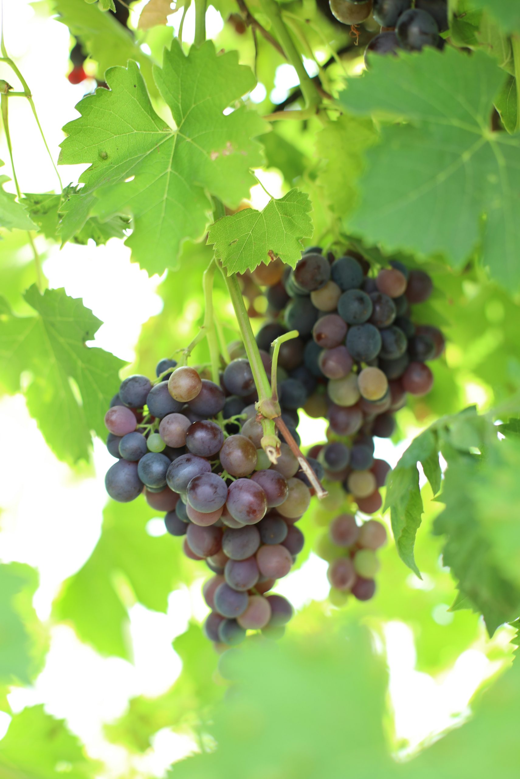 Clusters of ripe purple grapes hanging from a vine with bright green leaves.