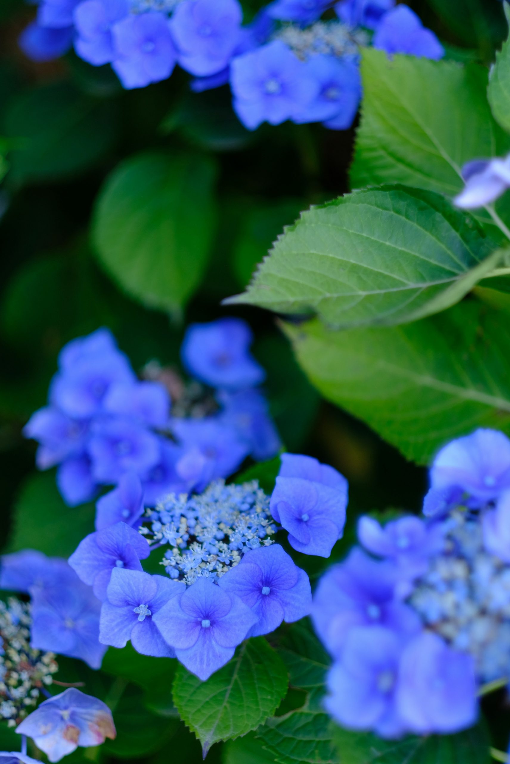 Vibrant blue hydrangea flower clusters with green leaves in a garden.