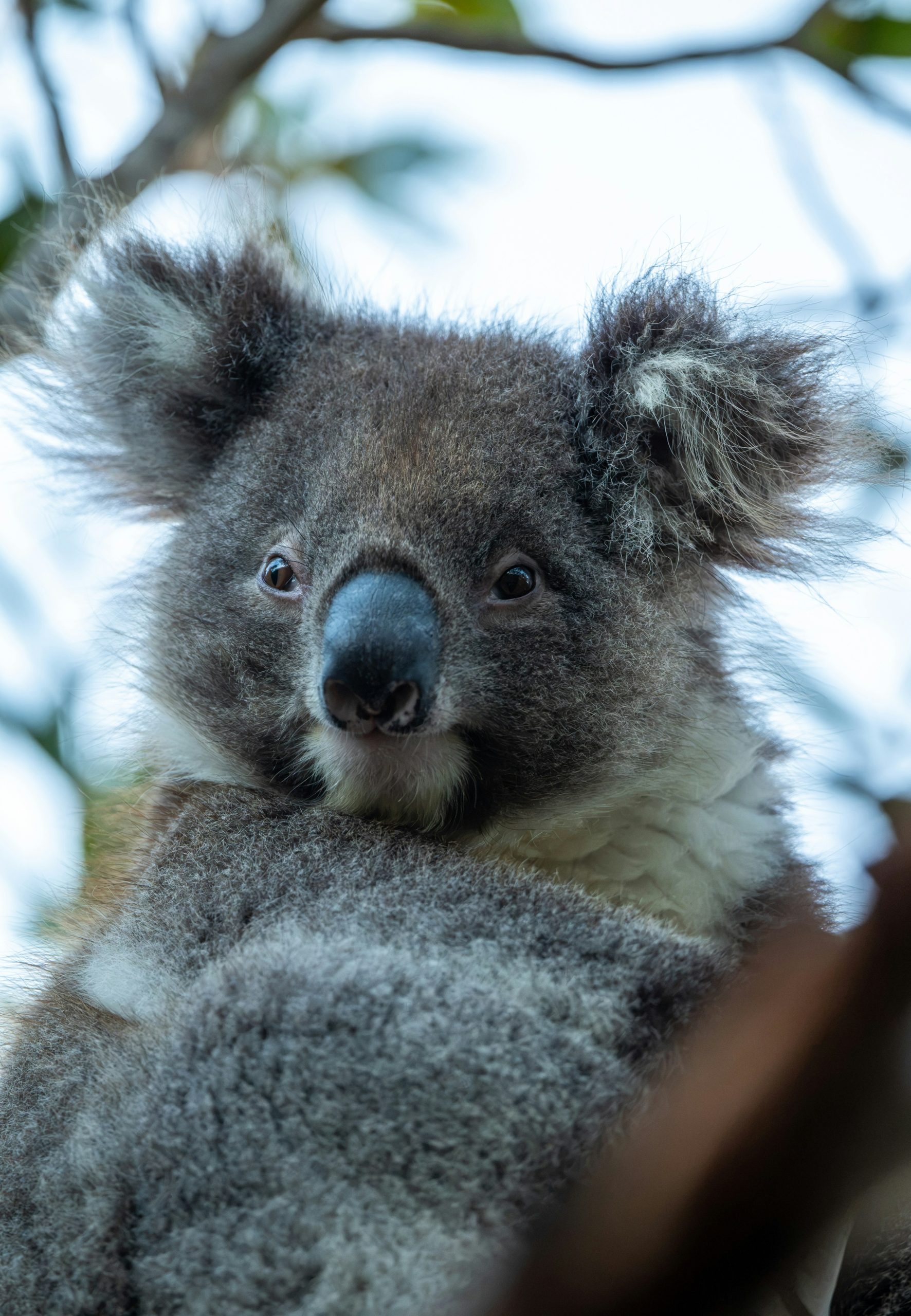 A fluffy koala with grey fur in a tree against a bright sky.