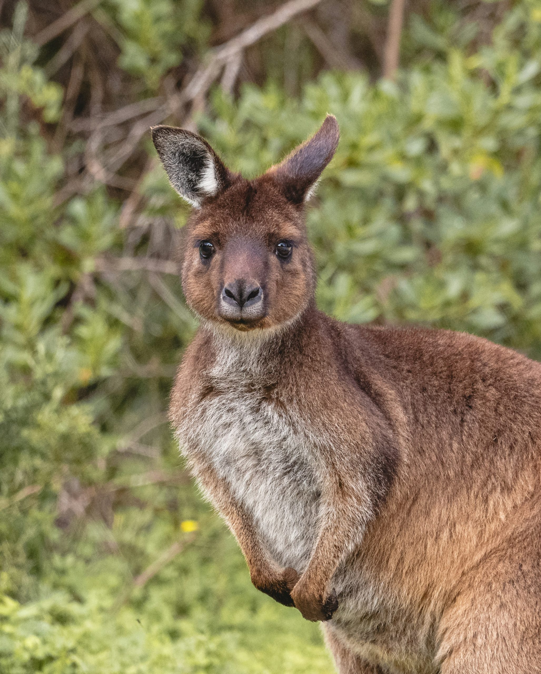 A brown kangaroo looking forward against a background of green foliage.