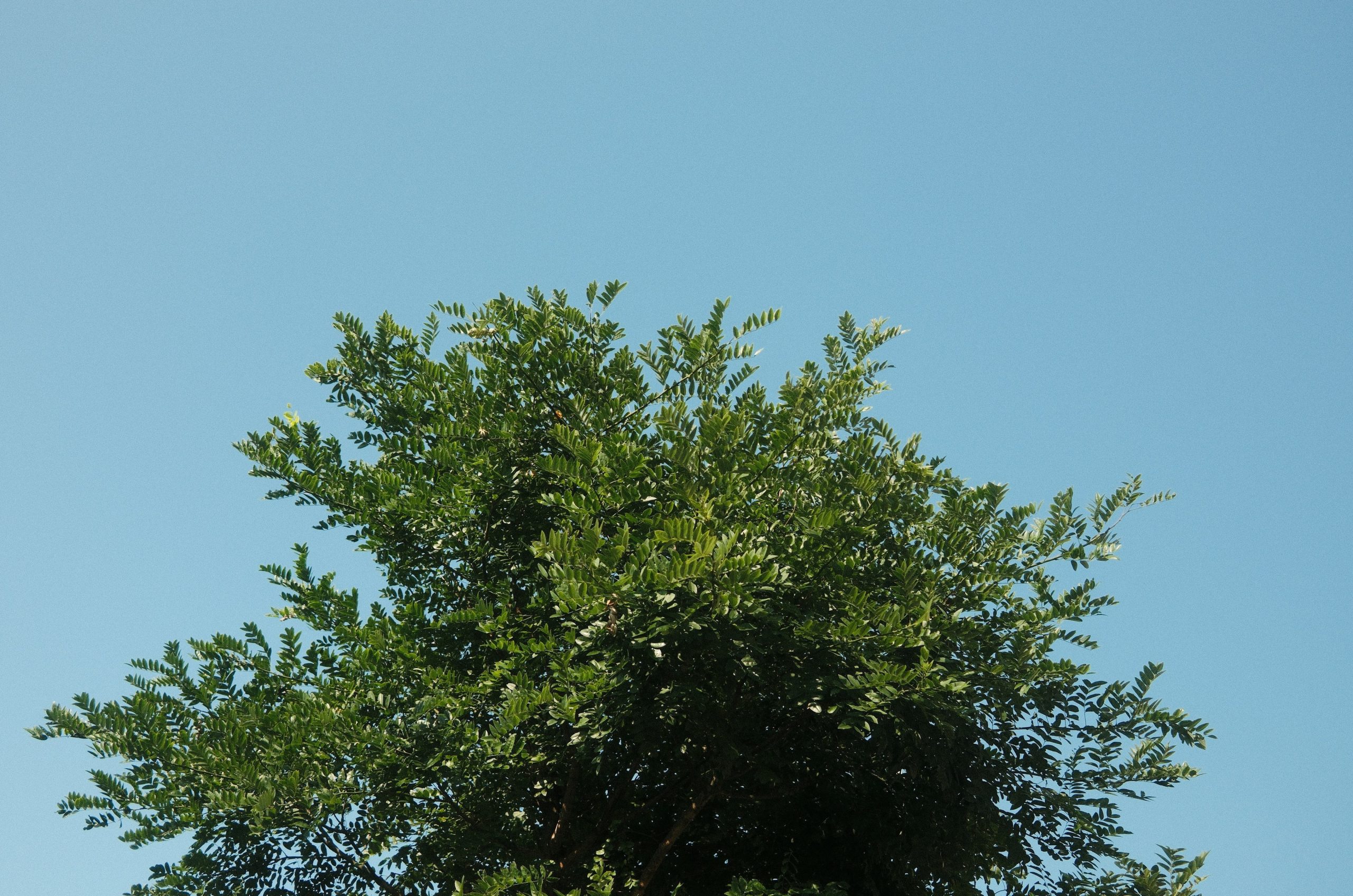 The top of a leafy green tree against a clear blue sky.