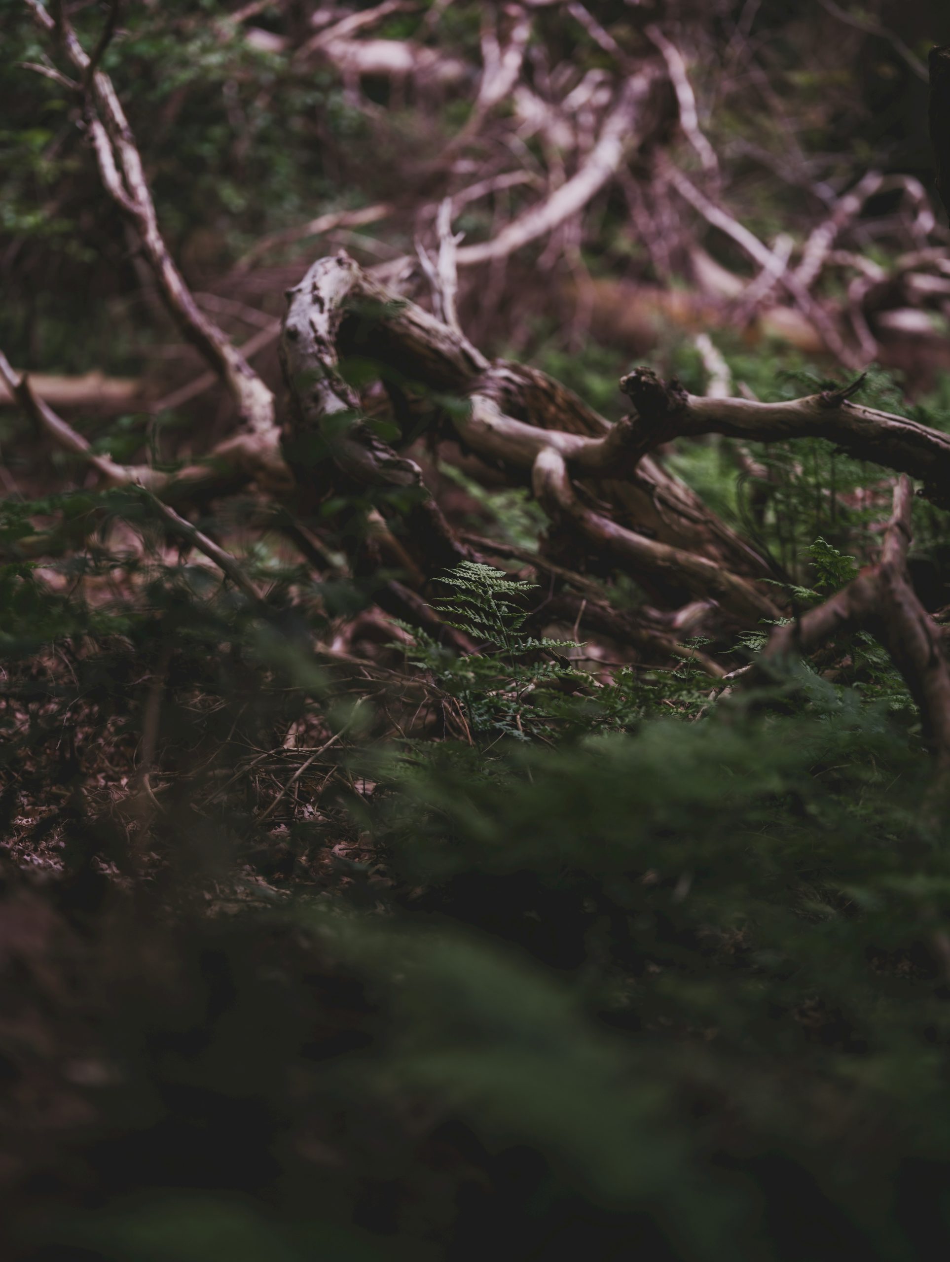 A small green fern growing among fallen tree branches on a forest floor.