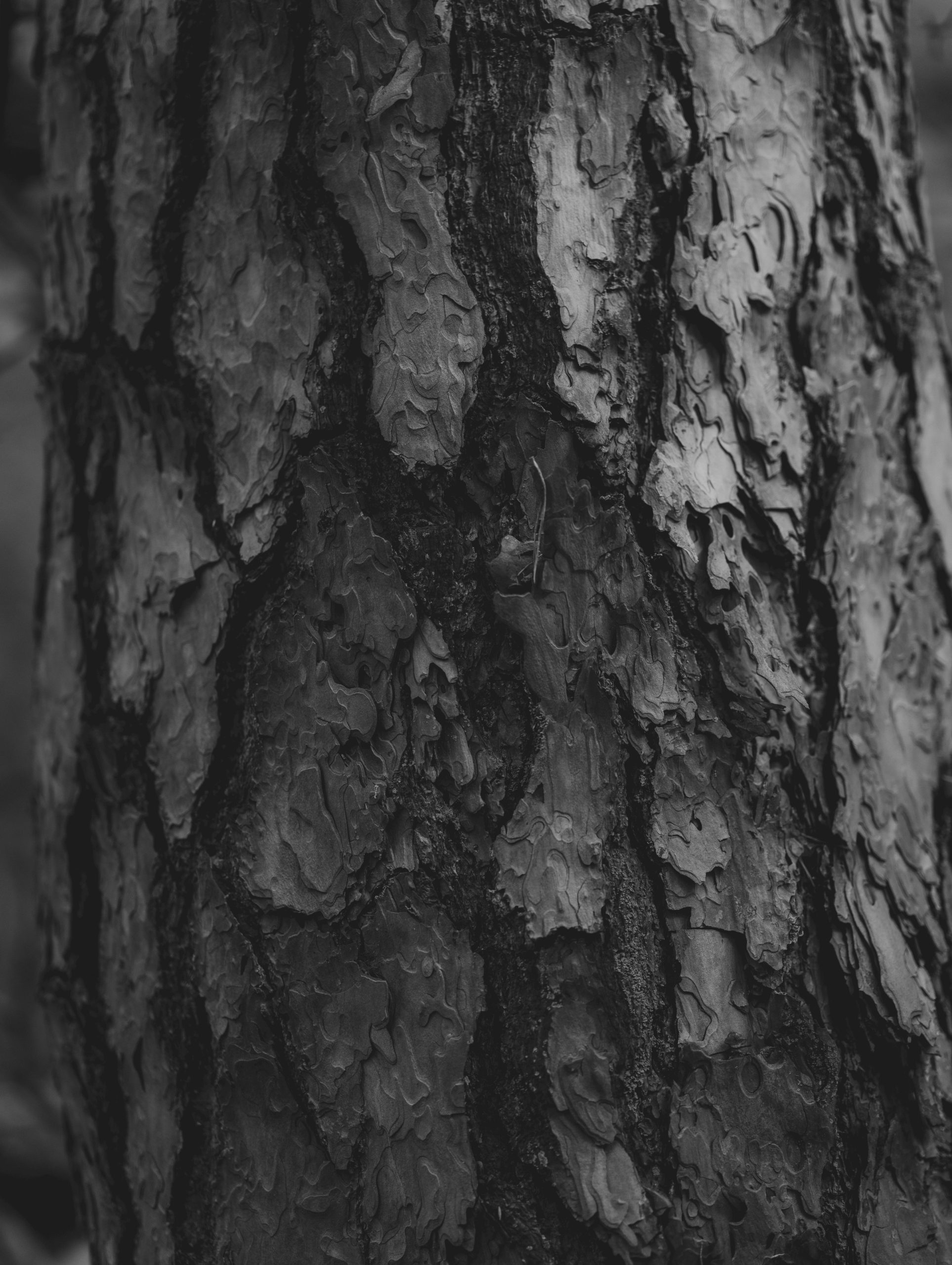 A close-up of textured pine tree bark with deep vertical fissures.