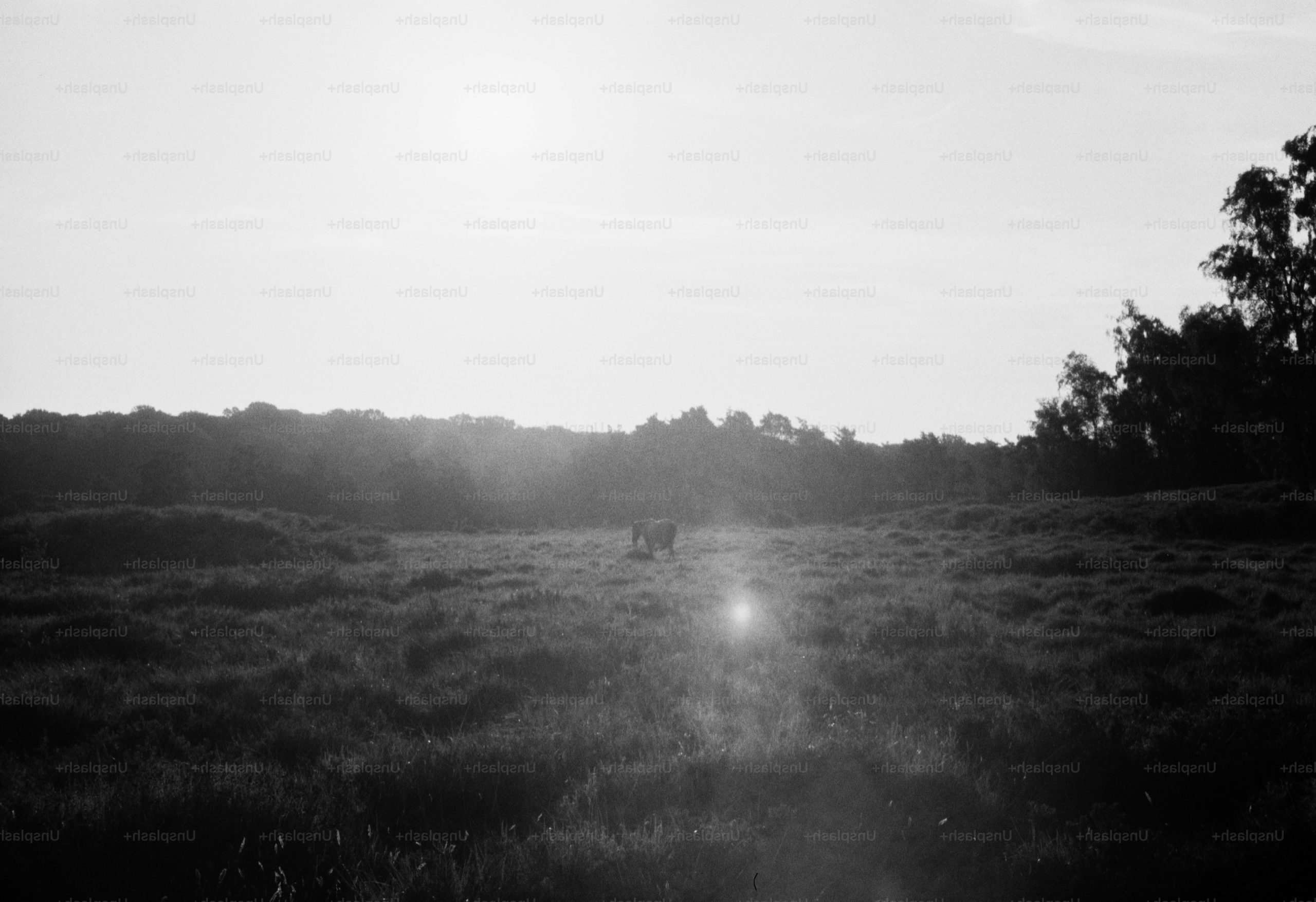 A horse grazing in a grassy field under a bright, hazy sky.
