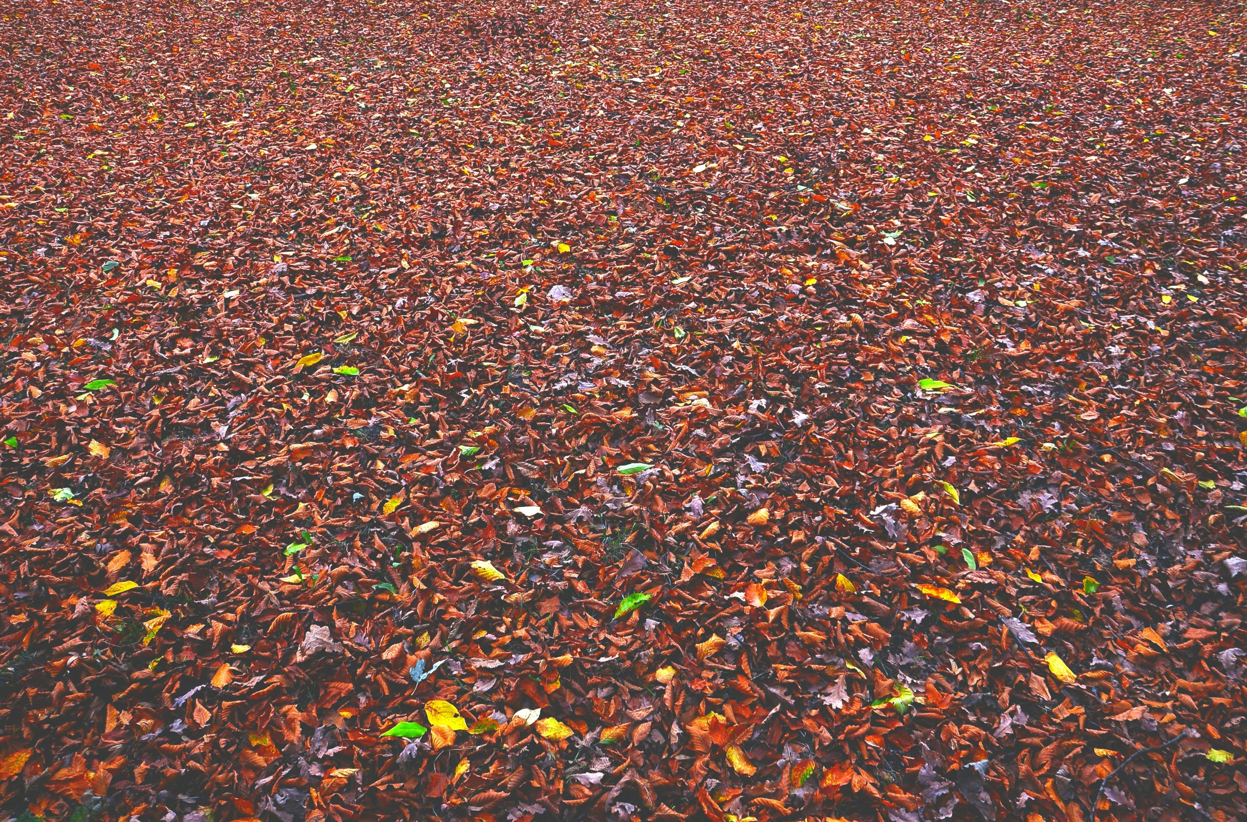 a field full of leaves with a tree in the background