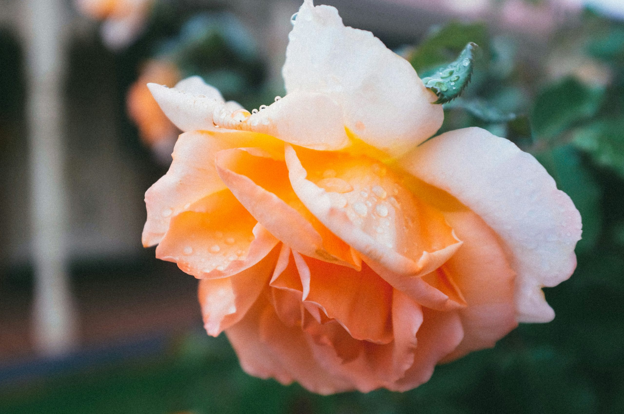 pink rose in bloom with dew drops