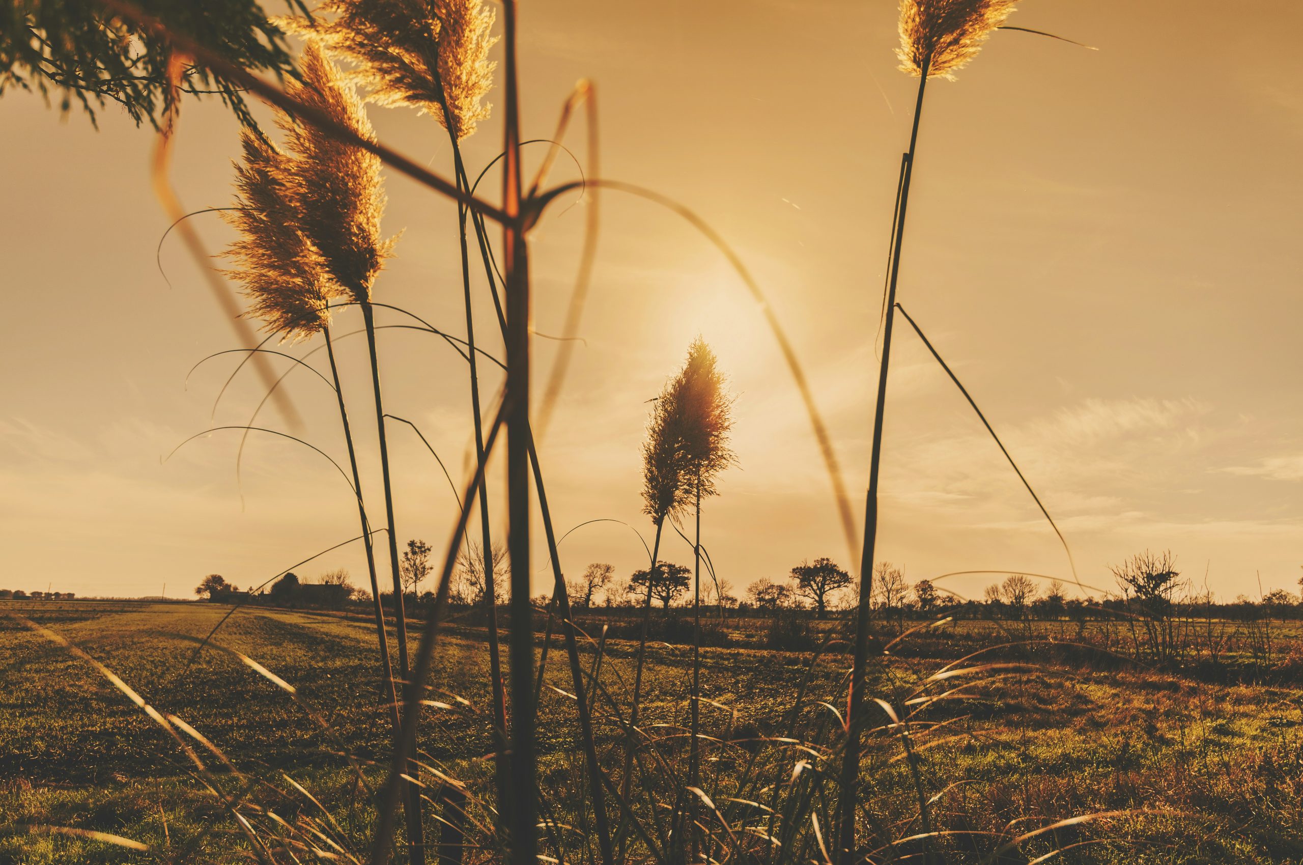 close up photography of grass during daytime