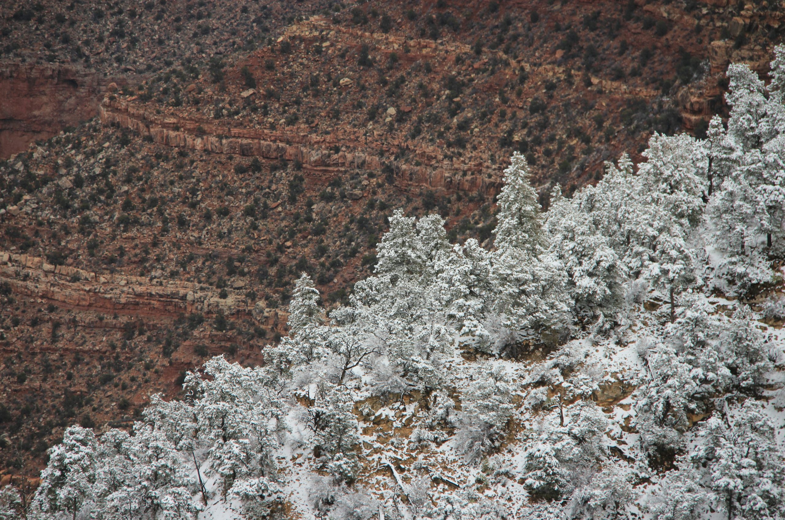 white snow covered tree during daytime