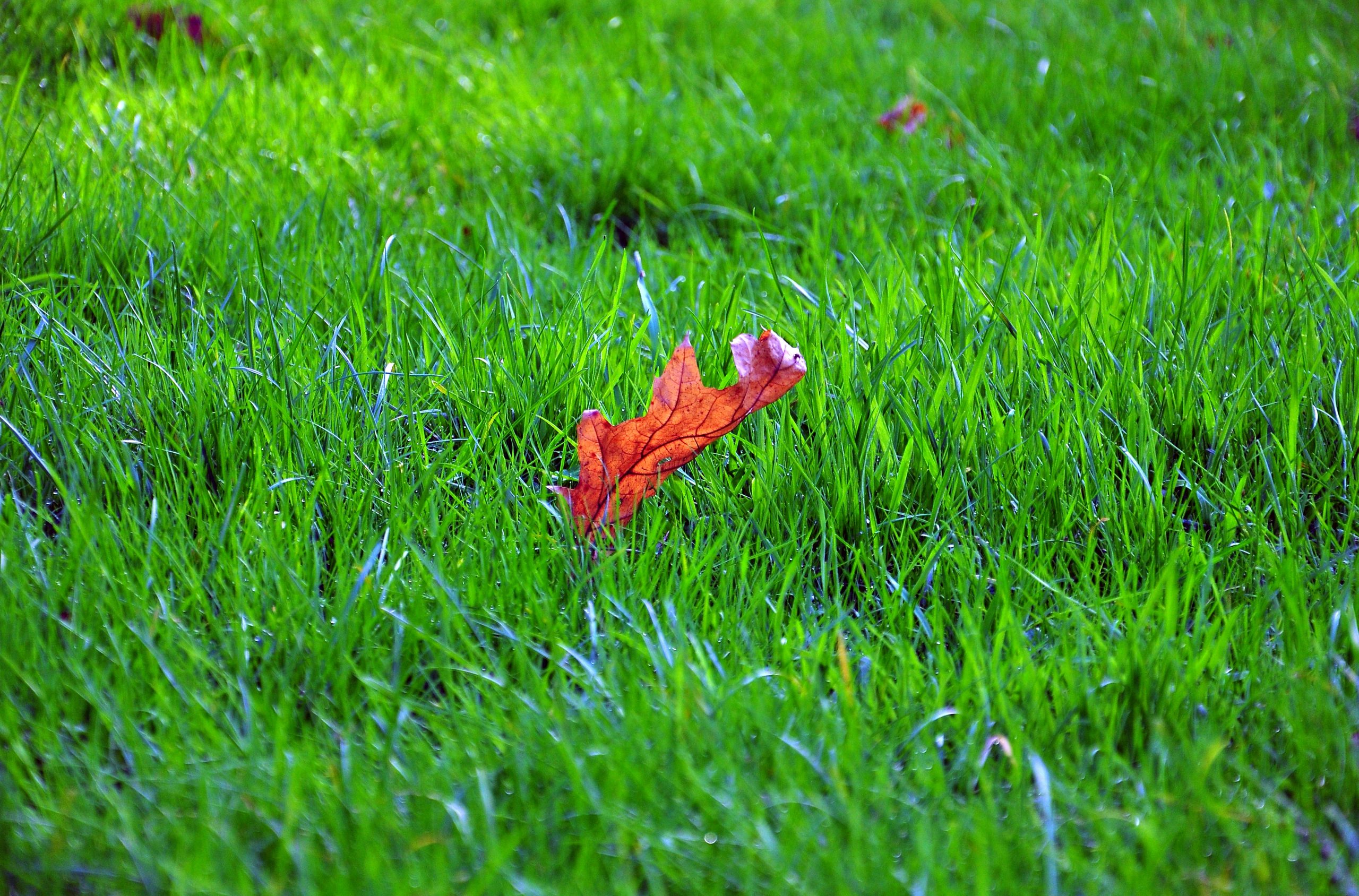 brown leaf on green grass