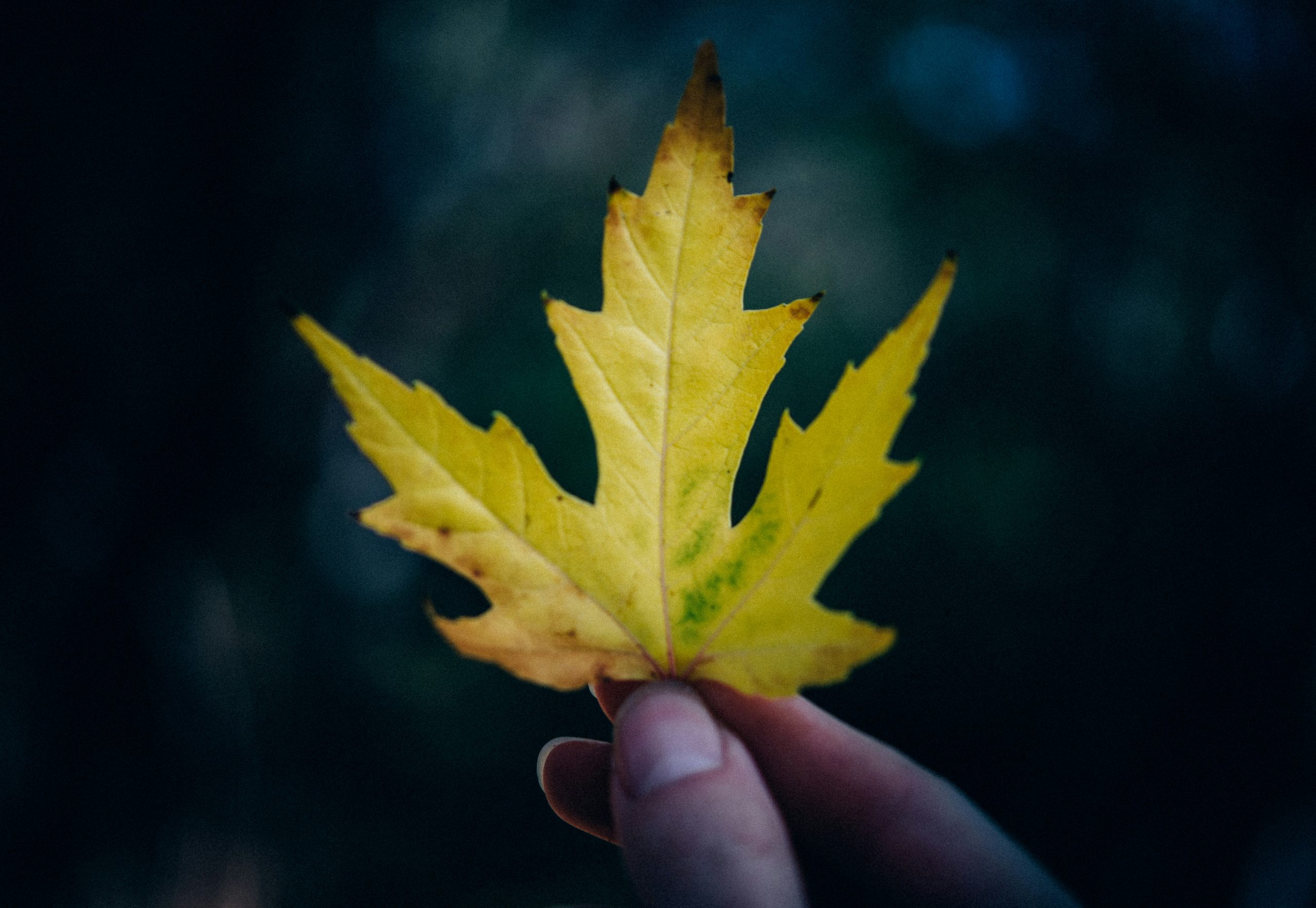 selective focus photography of yellow and green maple leaf