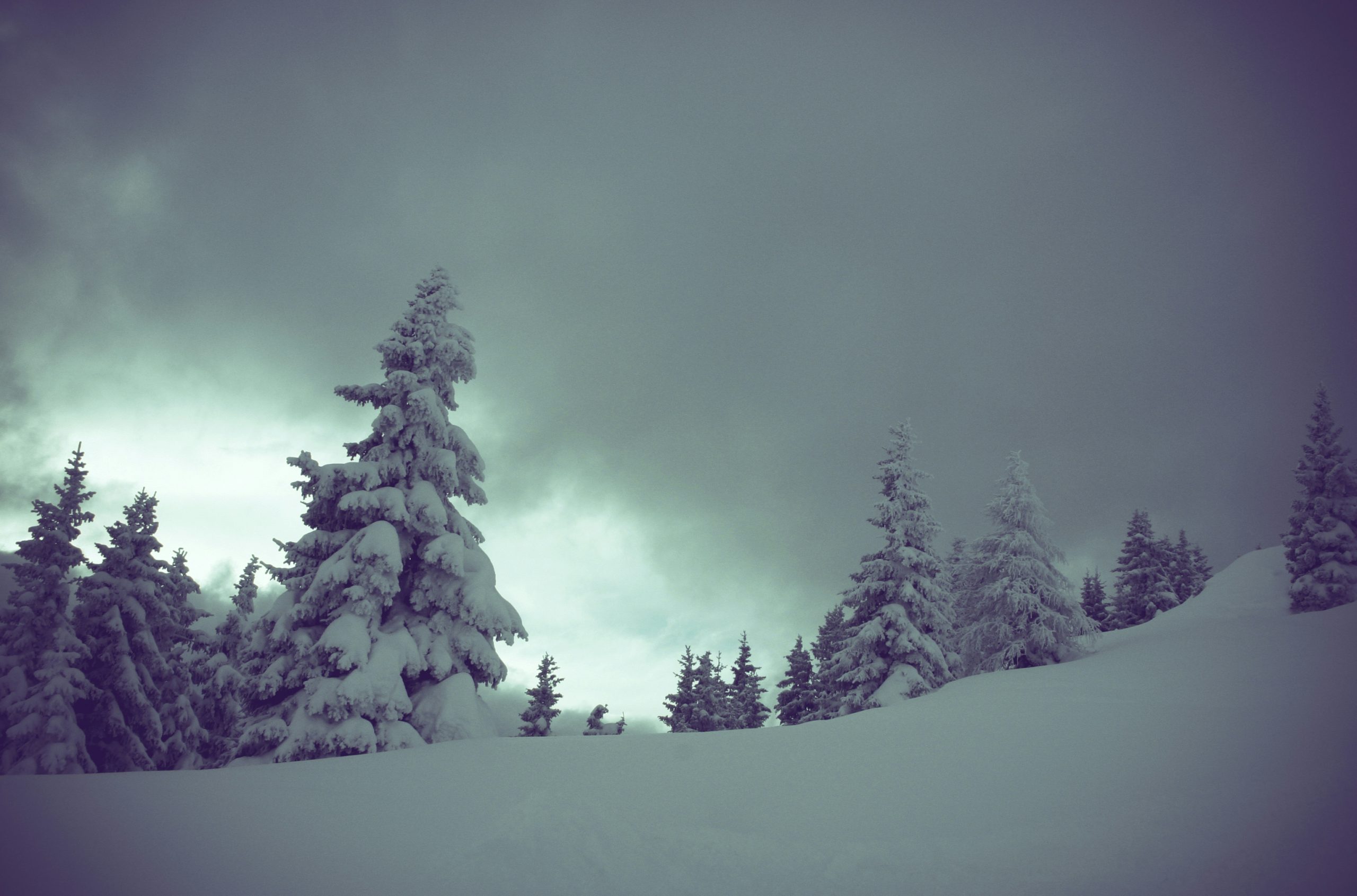 white and black trees close-up photography