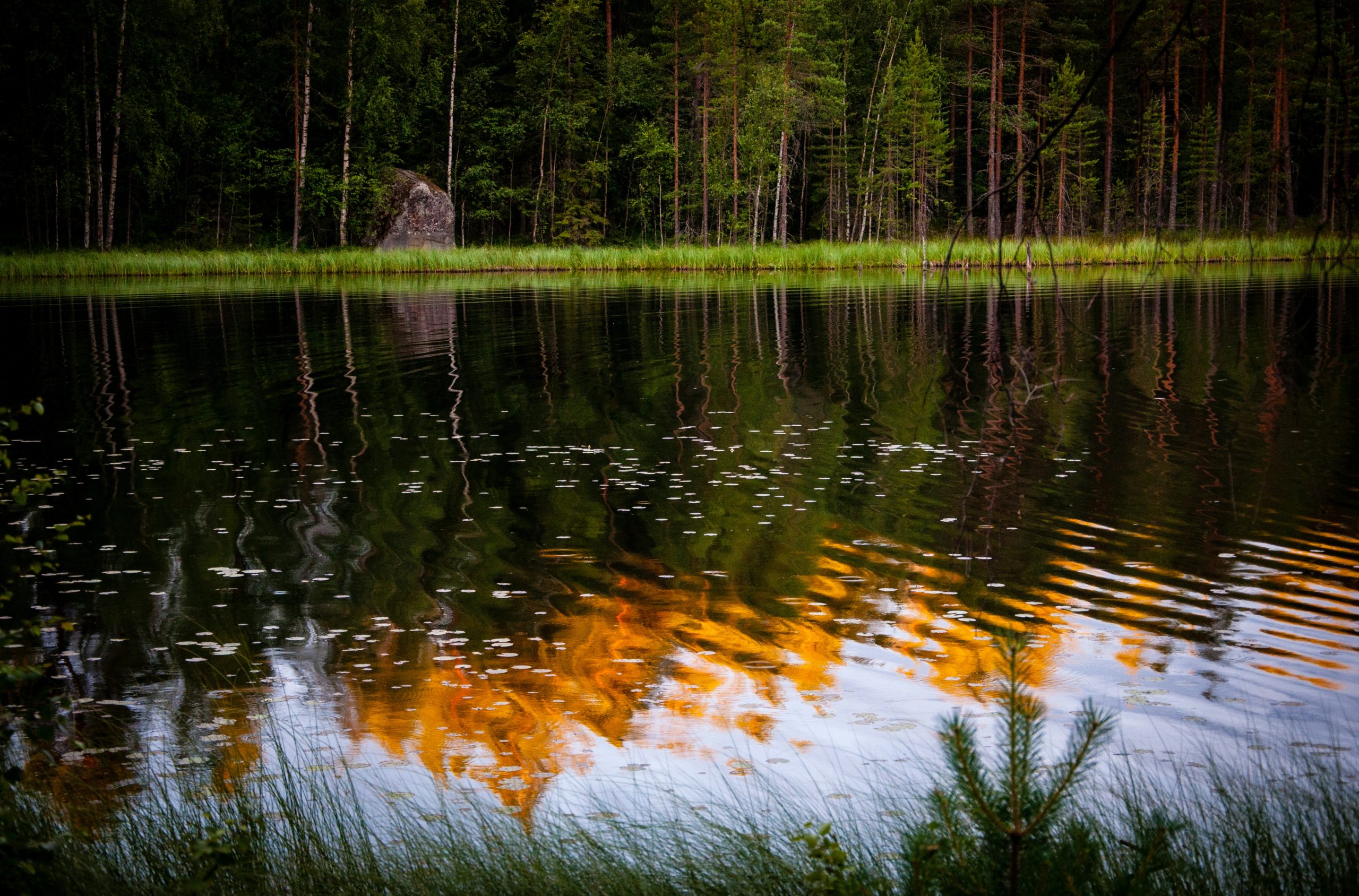 body of water across trees