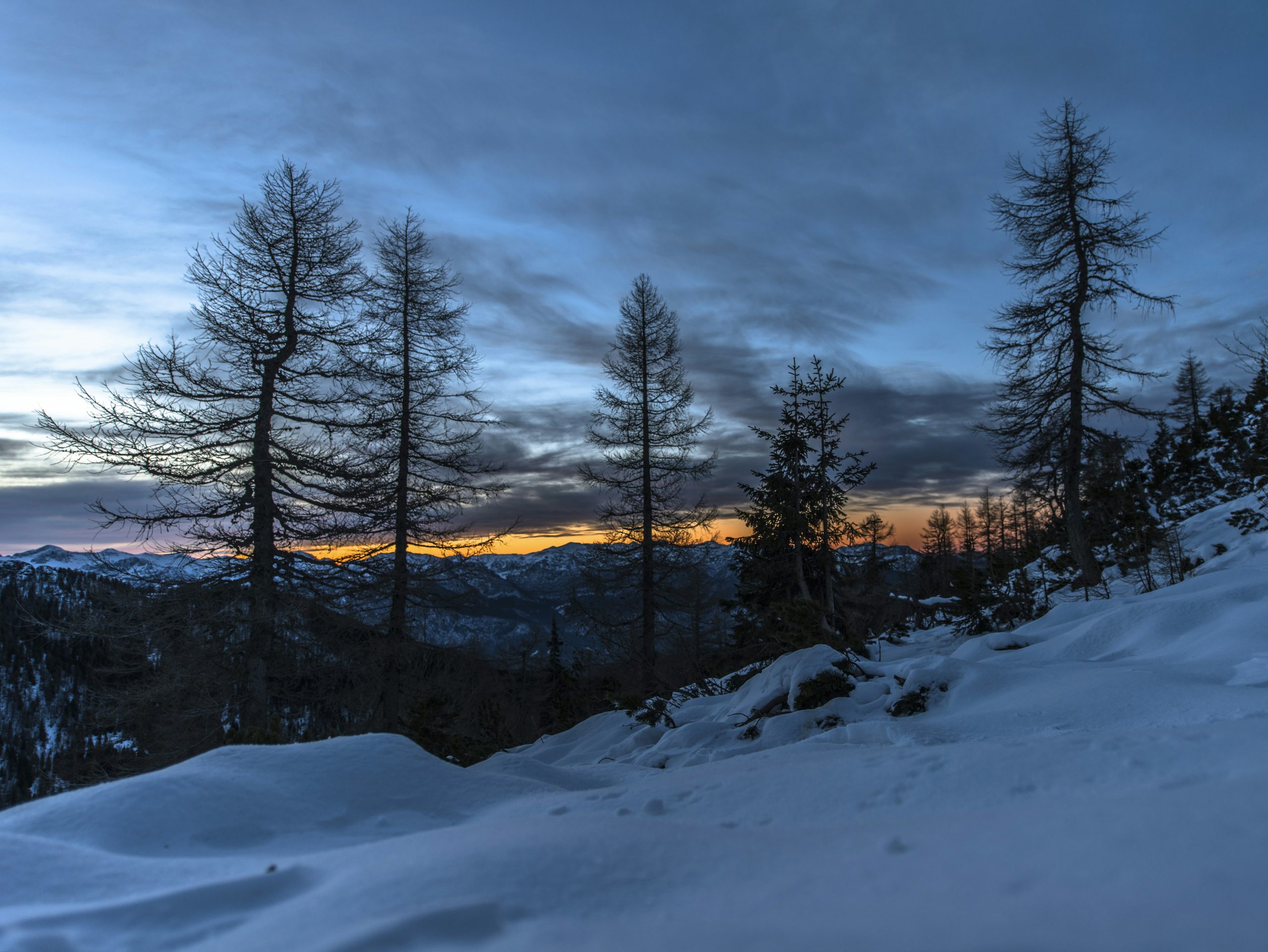 forest during golden hour