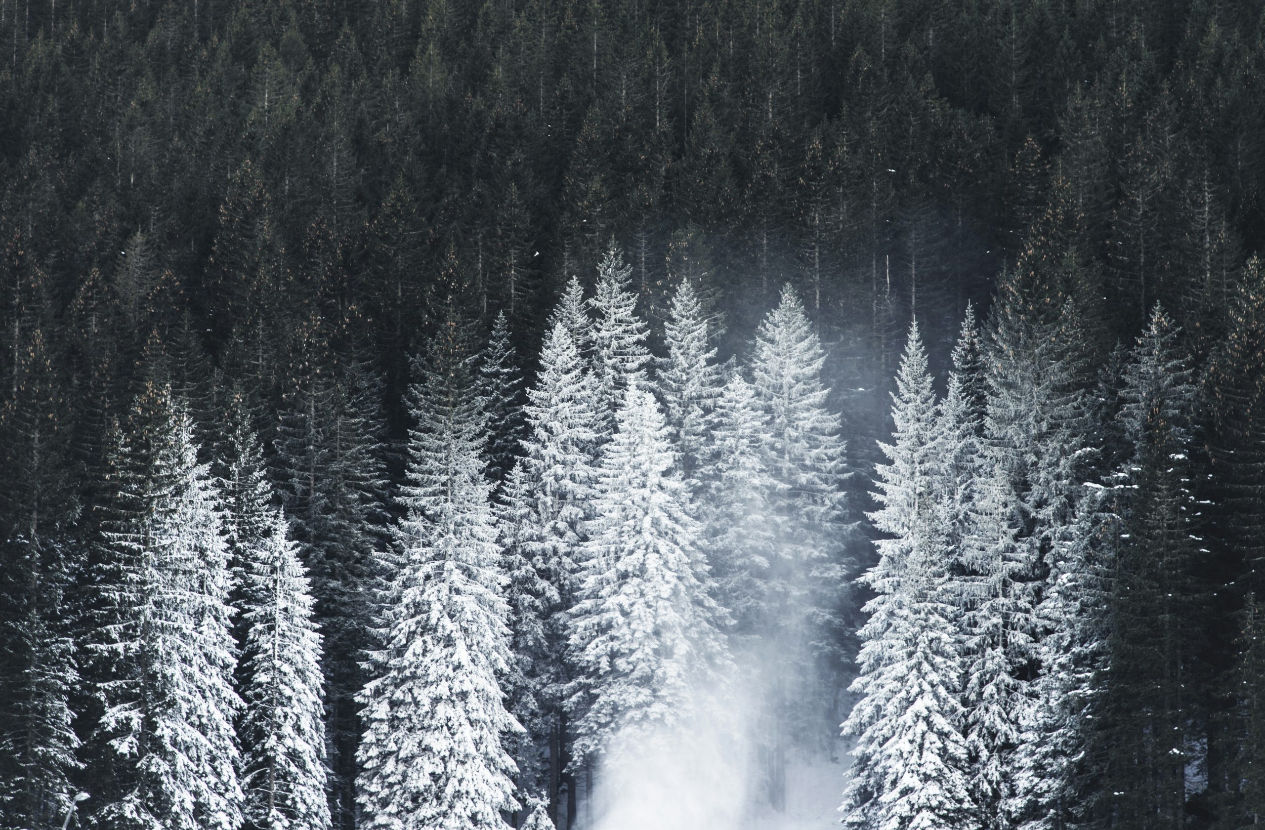 white pine trees