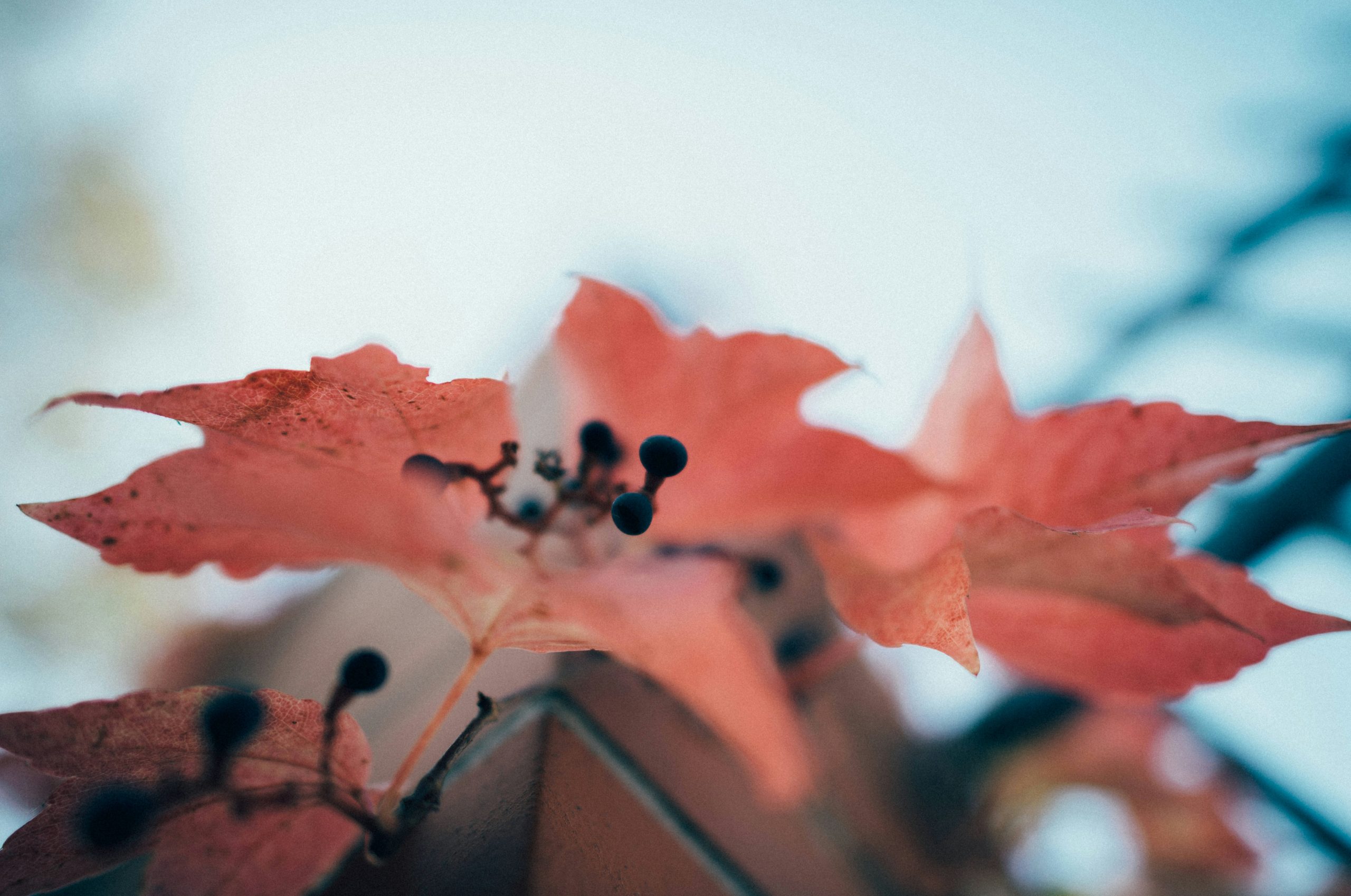 brown maple leaf
