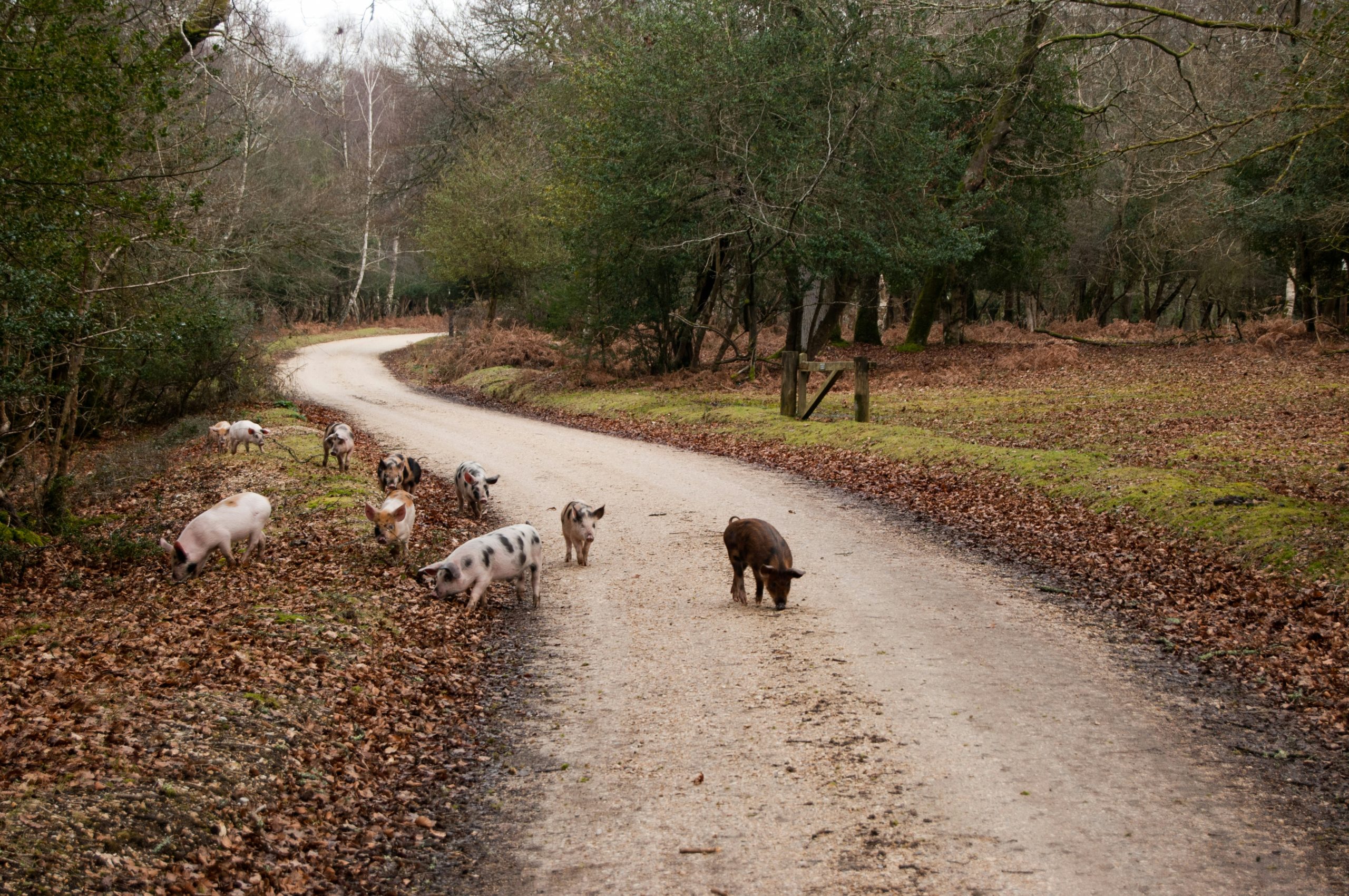 pigs on pathway during daytime