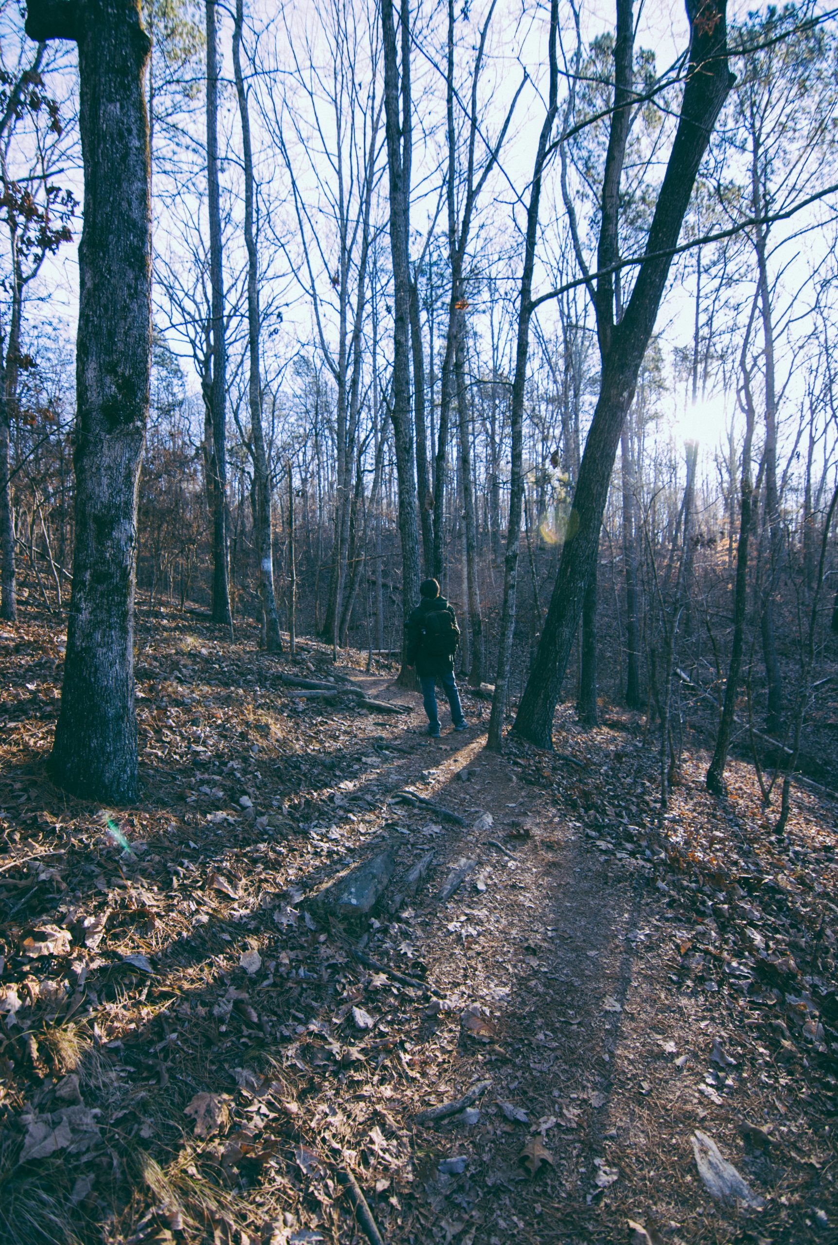person in black jacket walking on pathway between trees during daytime