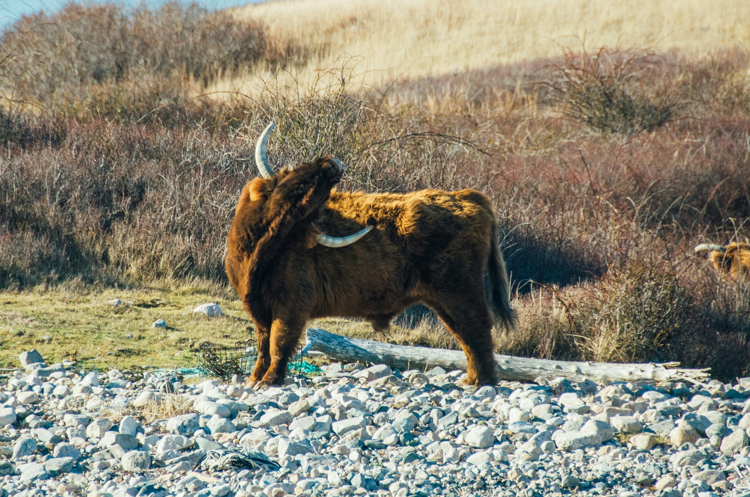 brown animal on brown grass field during daytime