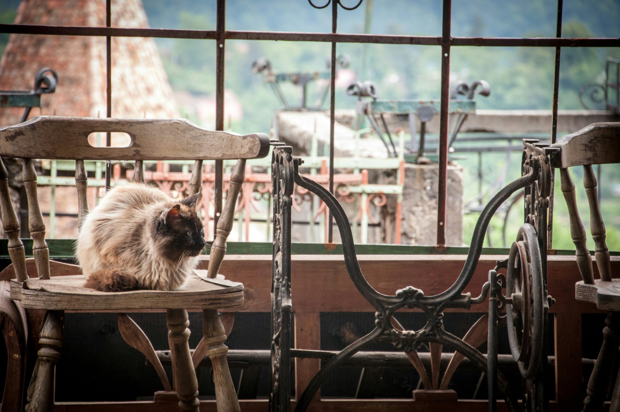 short-fur brown dog lying on brown wooden chairs