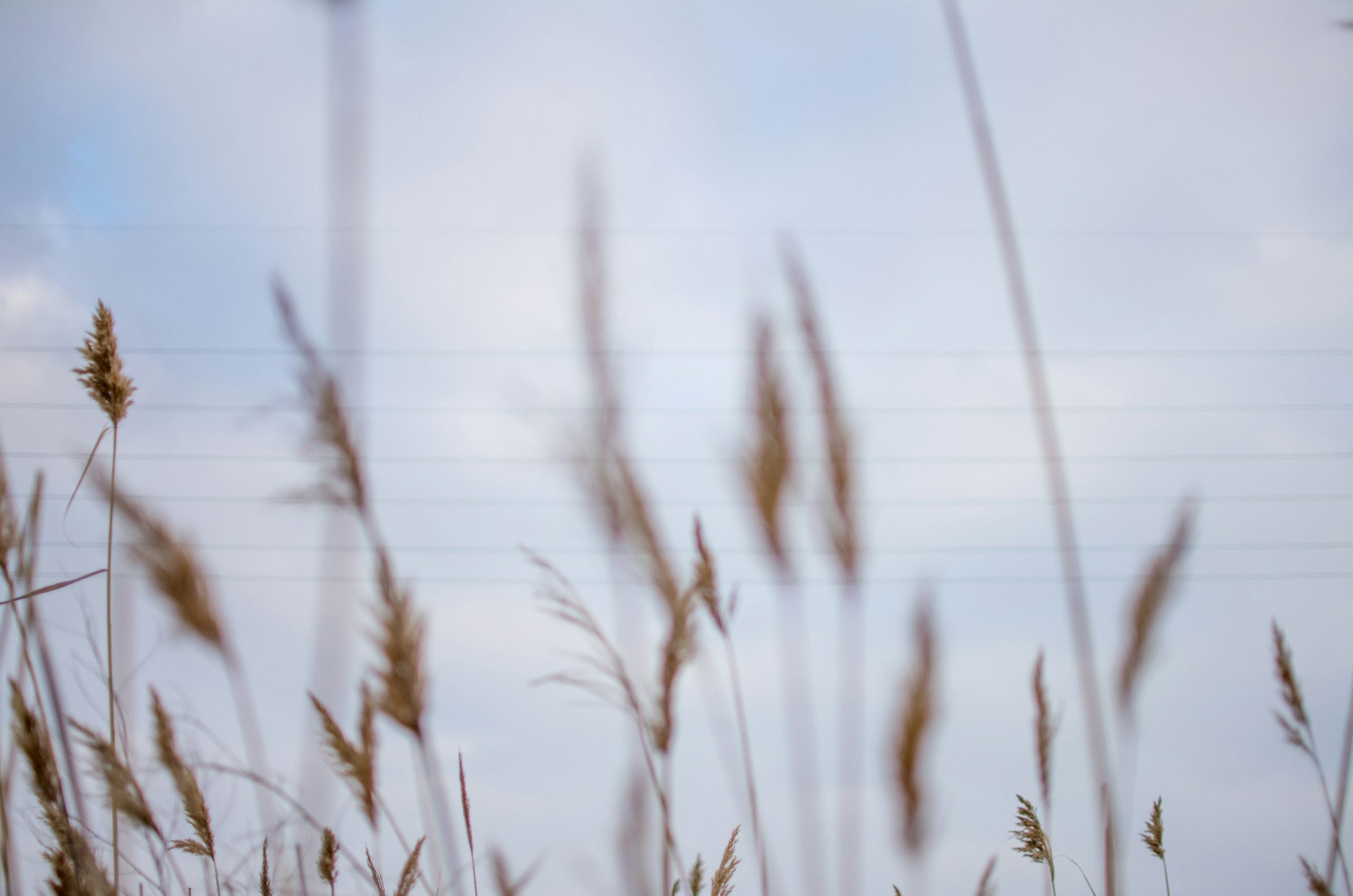 brown wheat