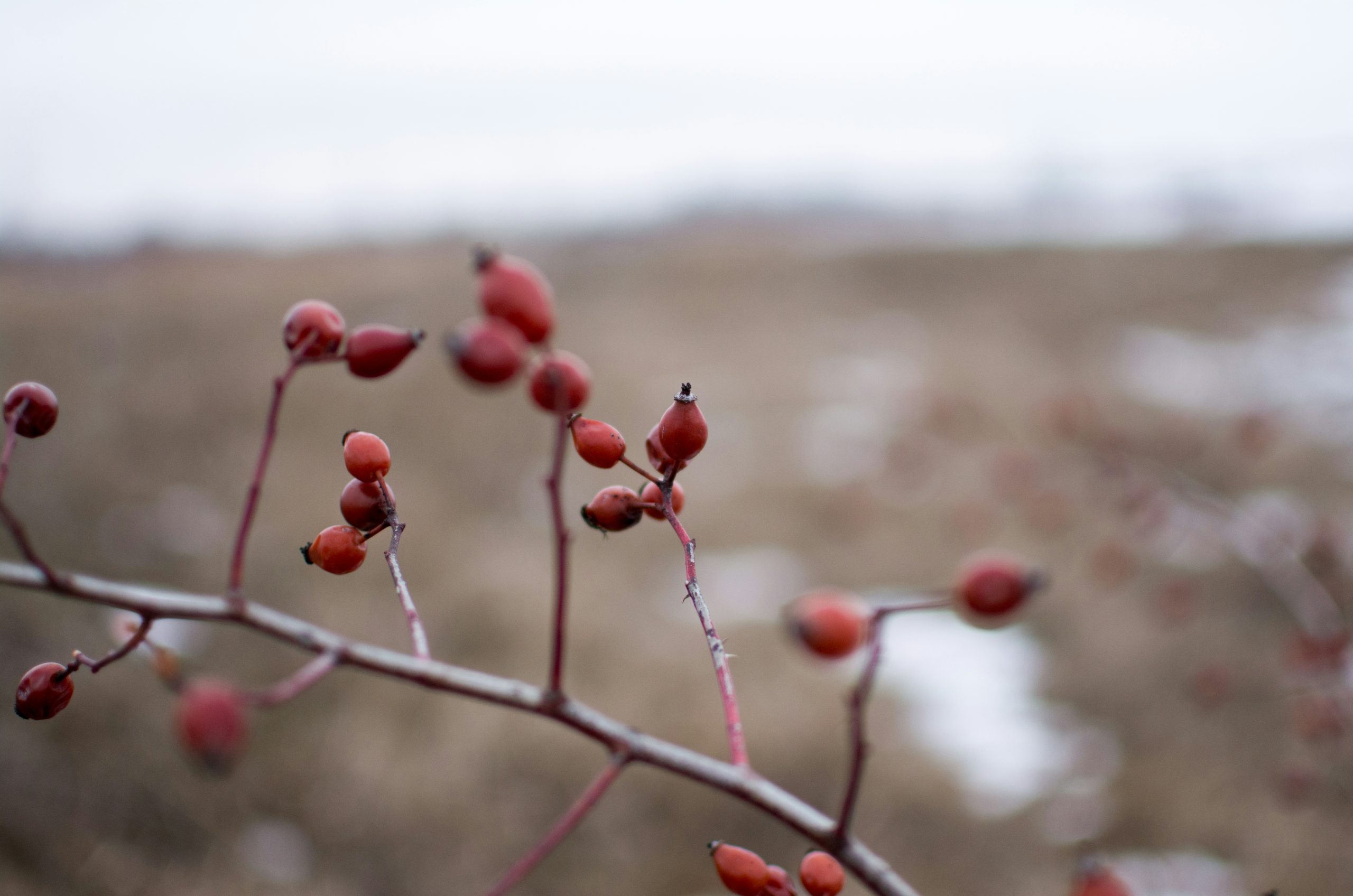 red fruits