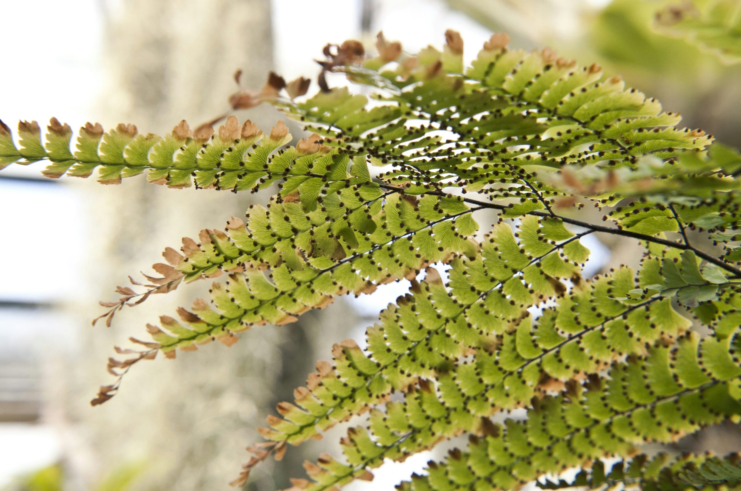green and brown plant during daytime