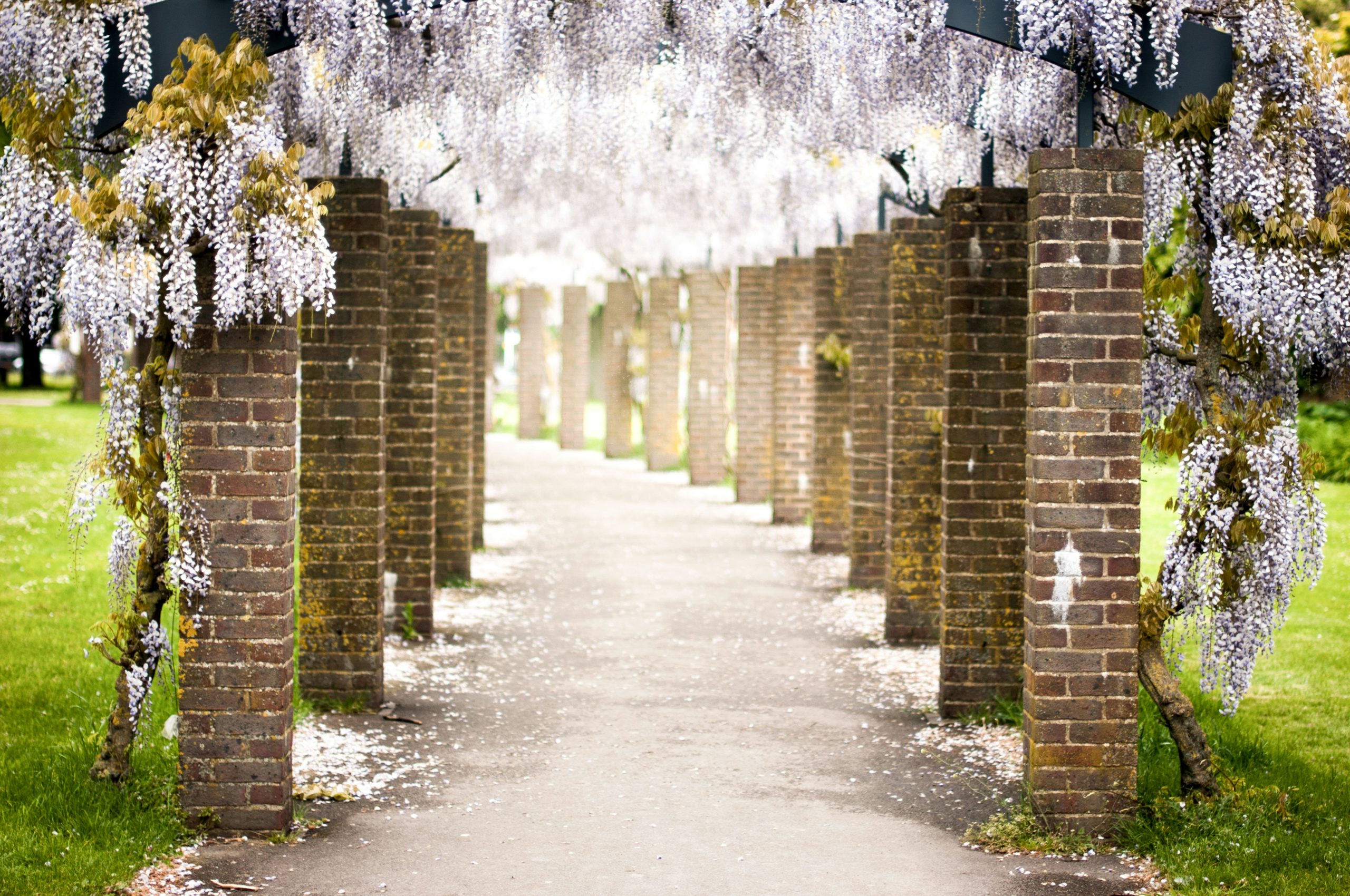 white petaled flowers