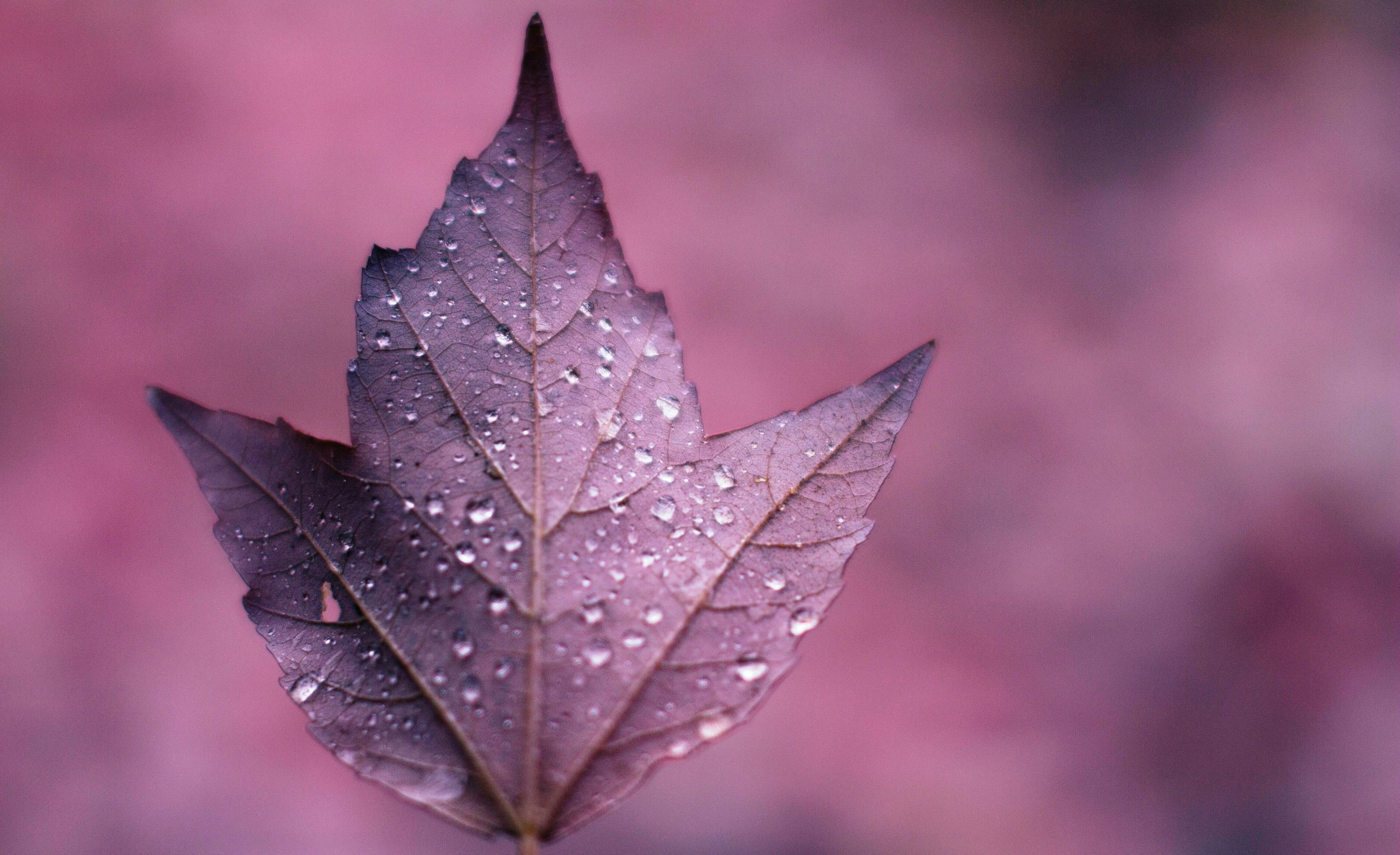 purple leaf