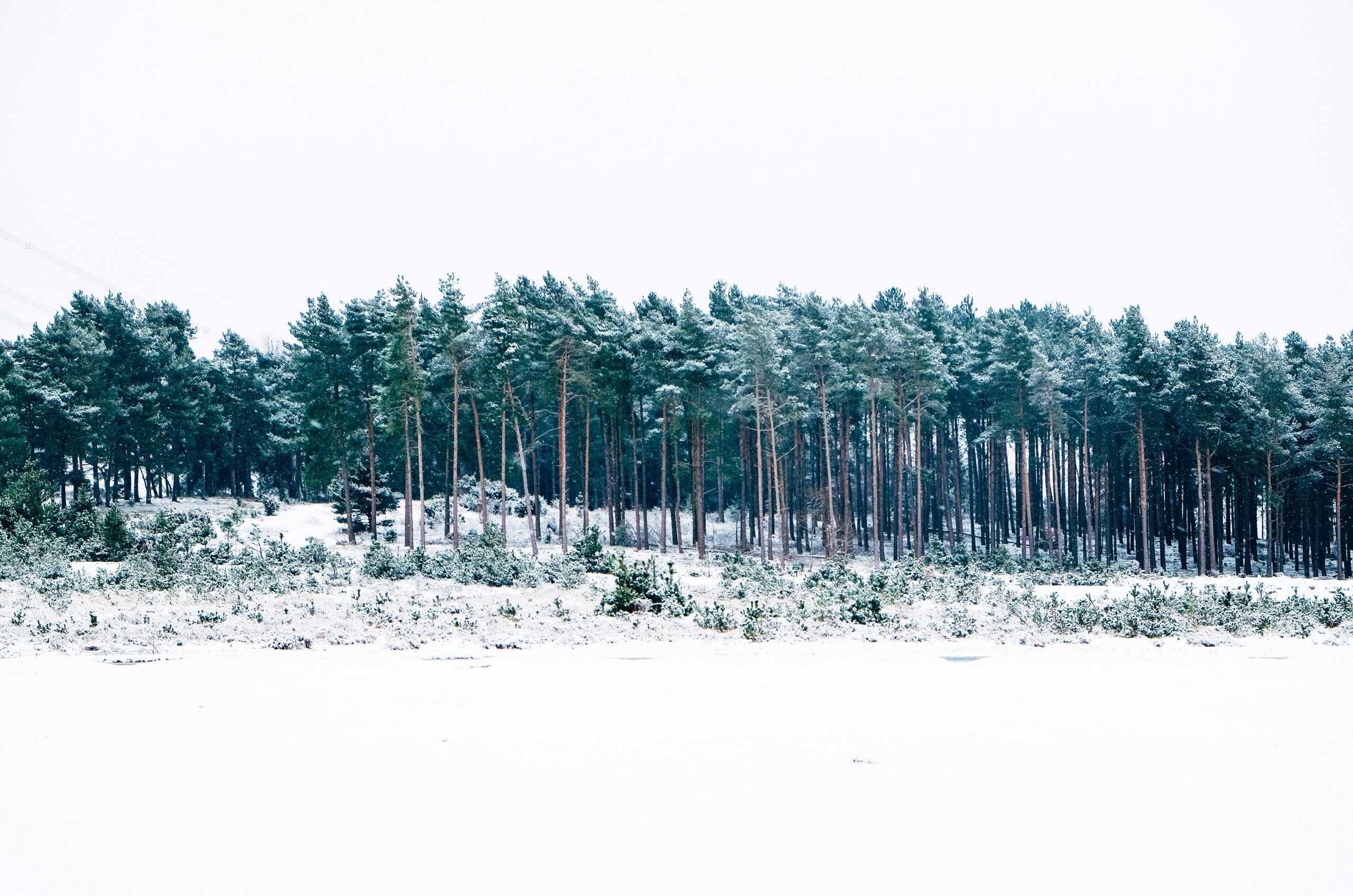 green-leafed tree during daytime