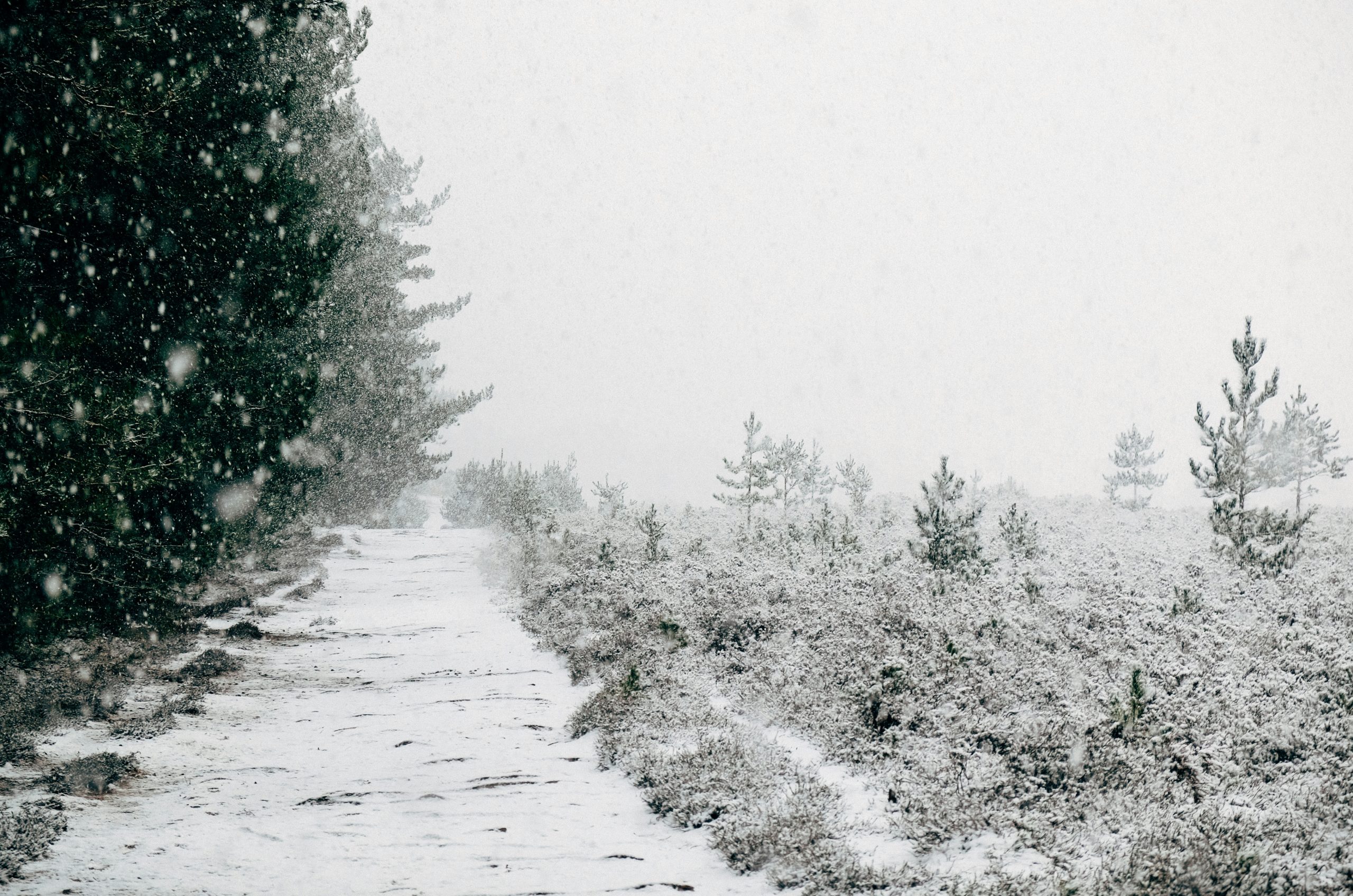 snow covered trees